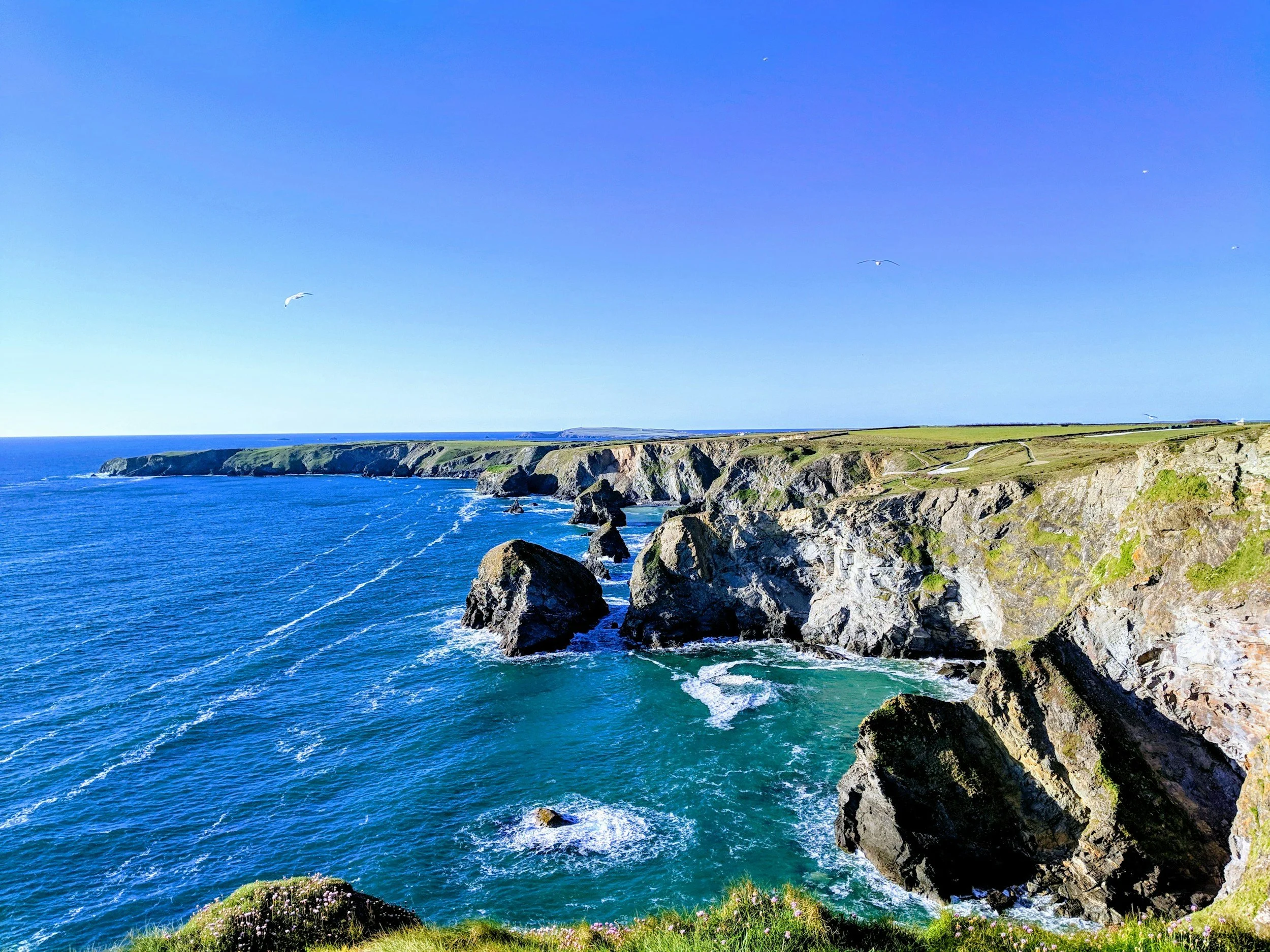 Coastal landscape with rocky cliffs, green grassy area with purple flowers, and blue ocean water under a clear blue sky with seagulls flying.