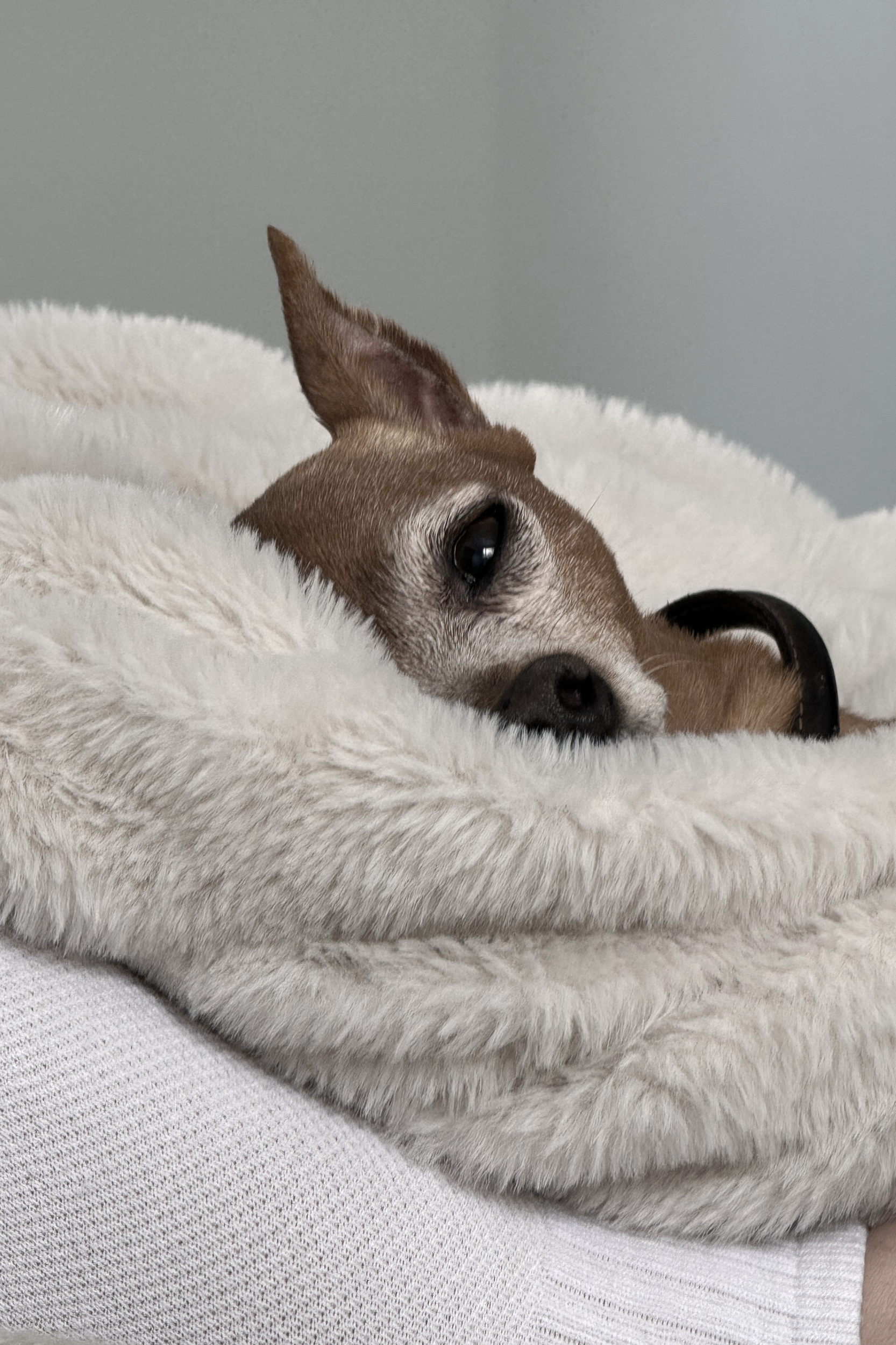 "Six-Pound Emma" — published in  Ginosko Literary Journal ; p. 261, winter 2024 (click image to read online)