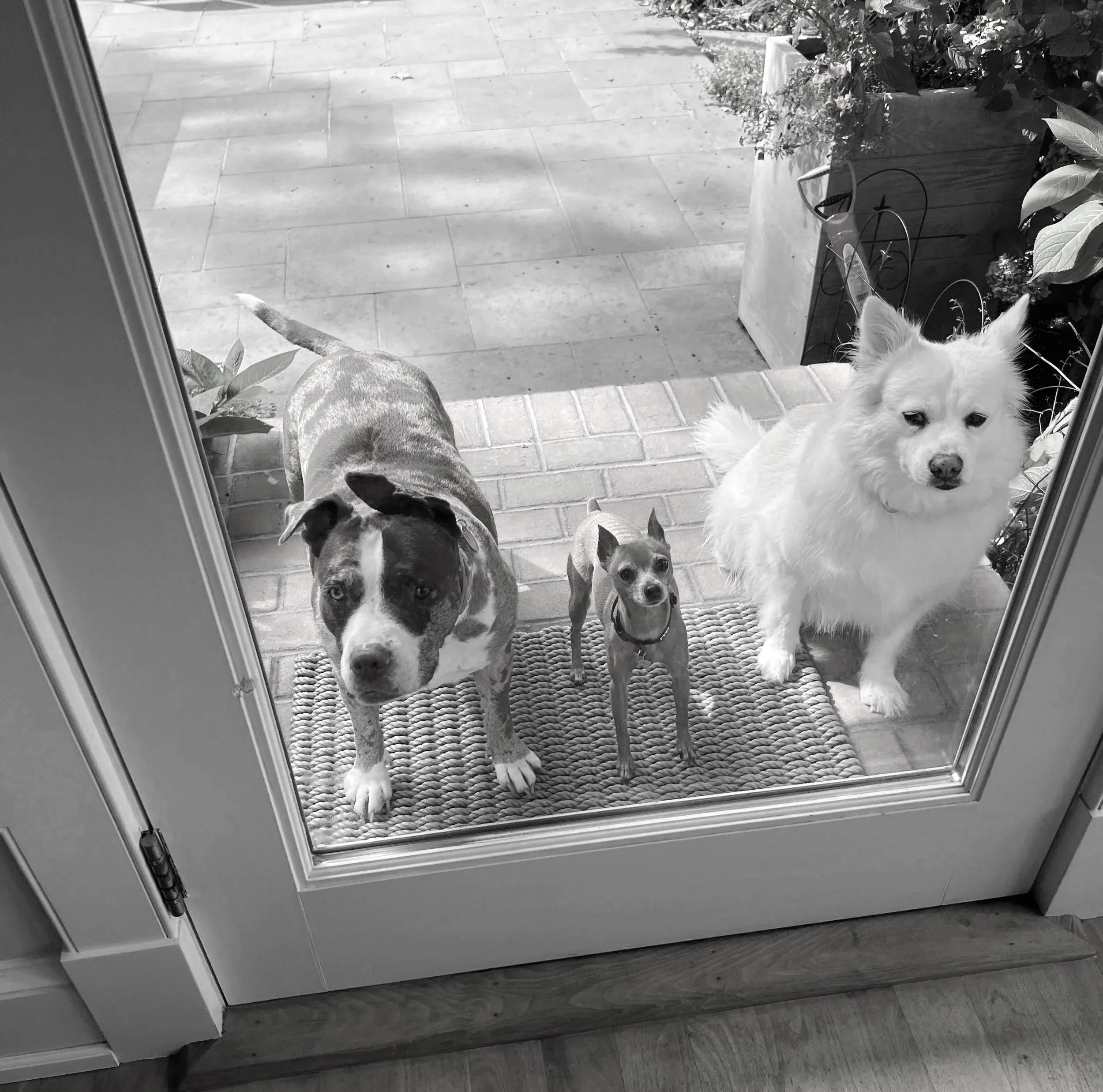 Dogs peering through a glass door to an outdoor patio with tiled flooring, plants in pots, and garden furniture.