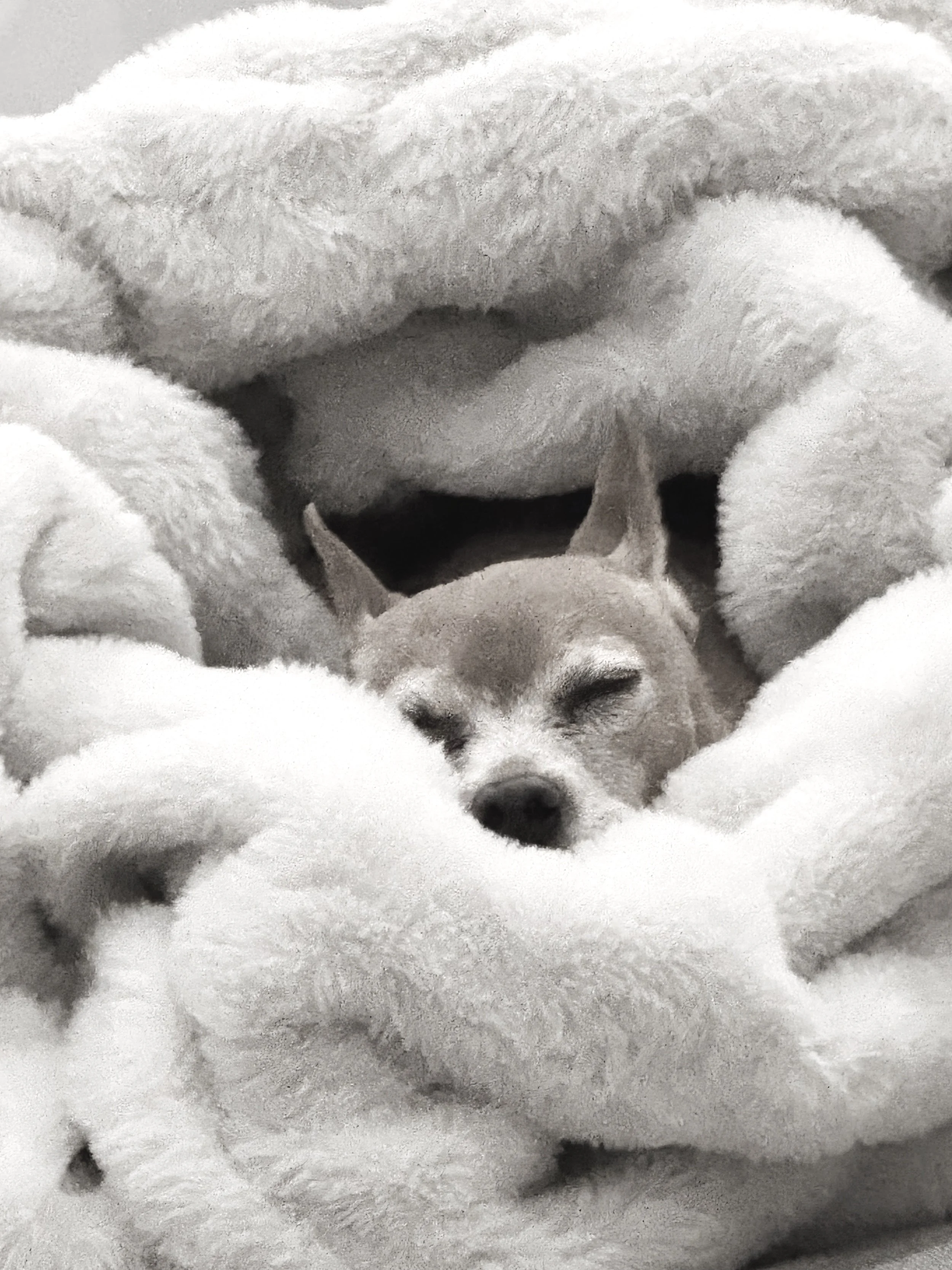 A small dog, Emma, lying on a soft, textured blanket, resting.
