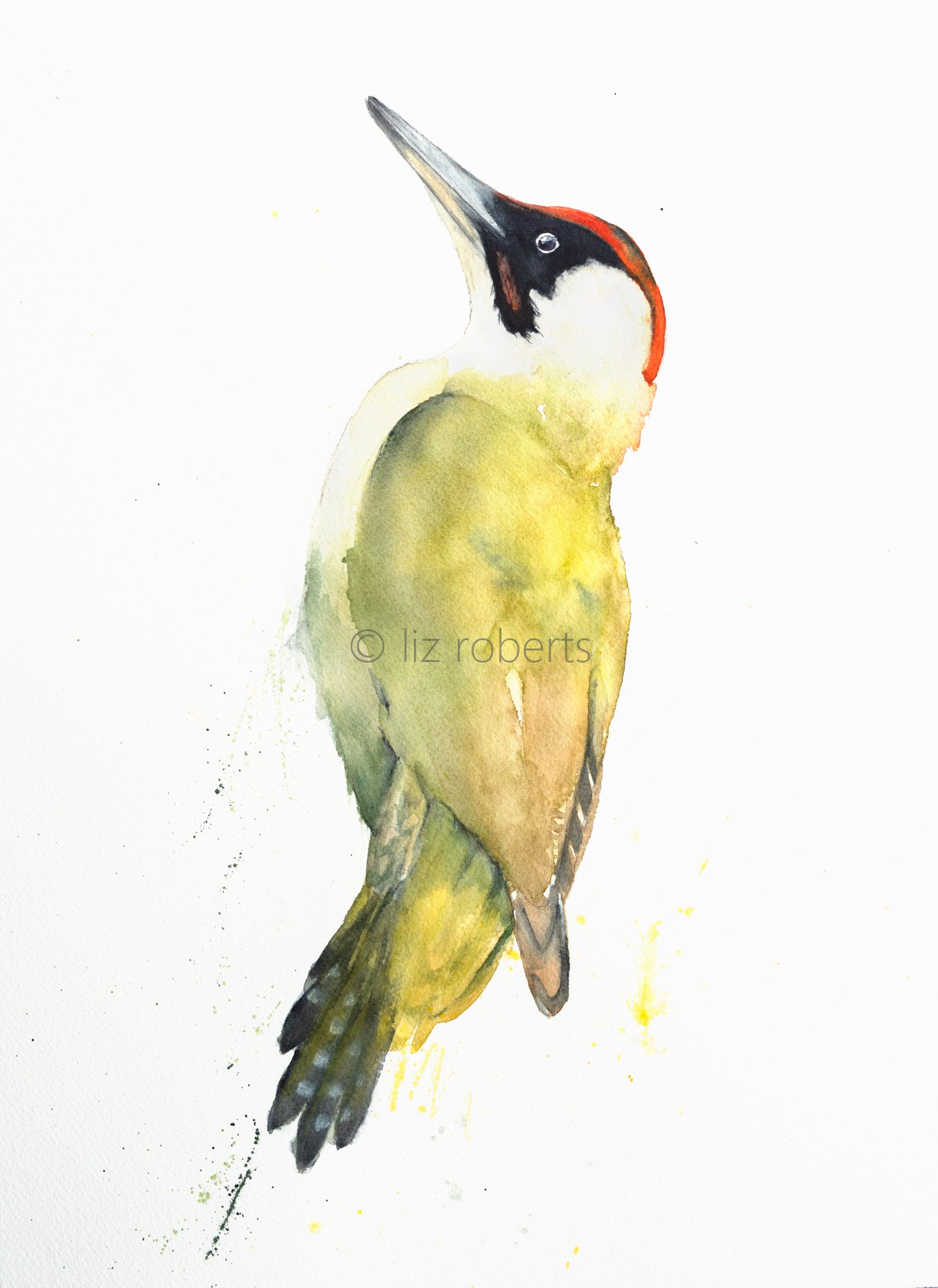 Vibrant Green Woodpecker, giclee Print, mounted, unframed