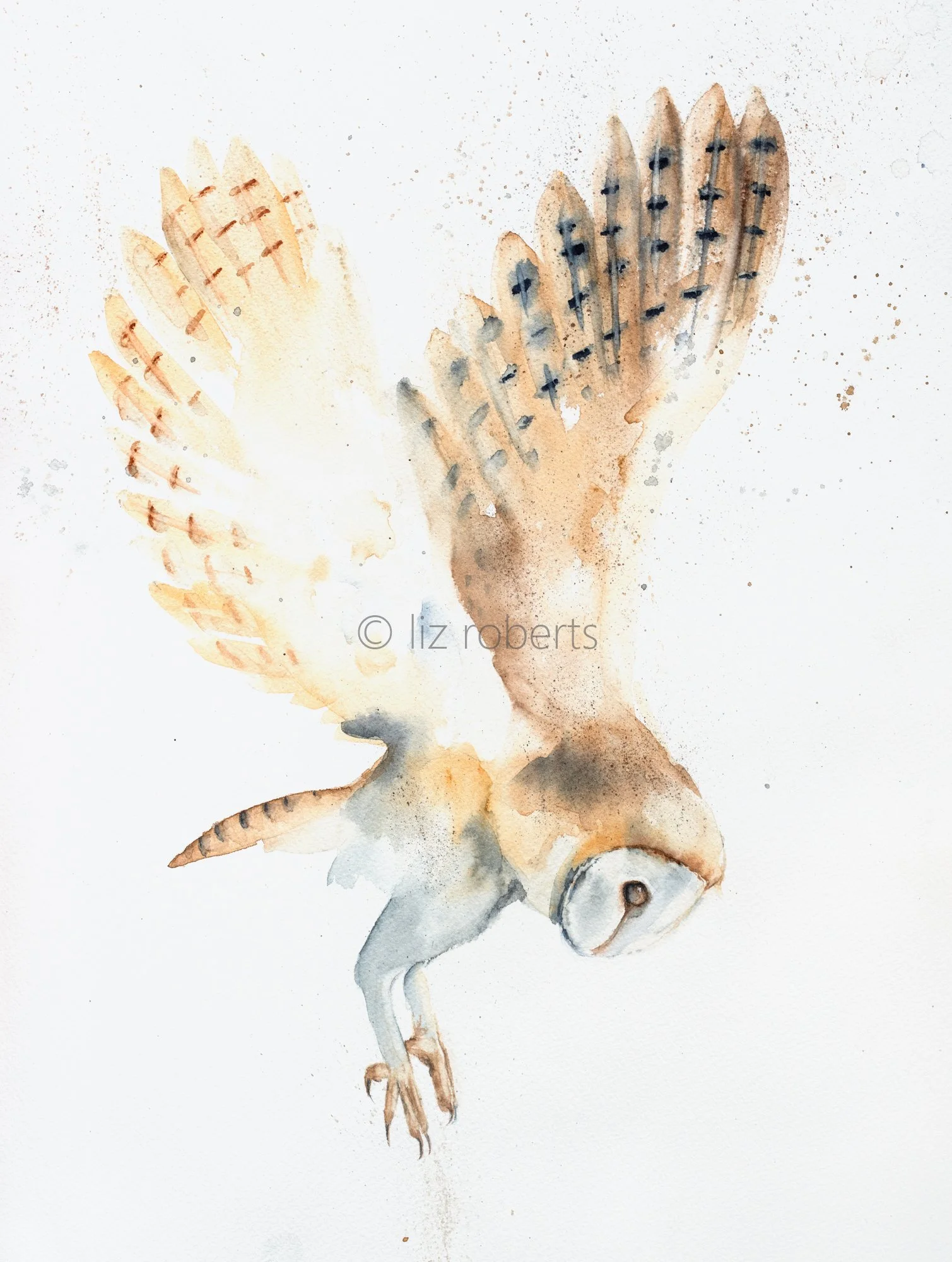 Barn Owl Diving, giclee Print, mounted, unframed