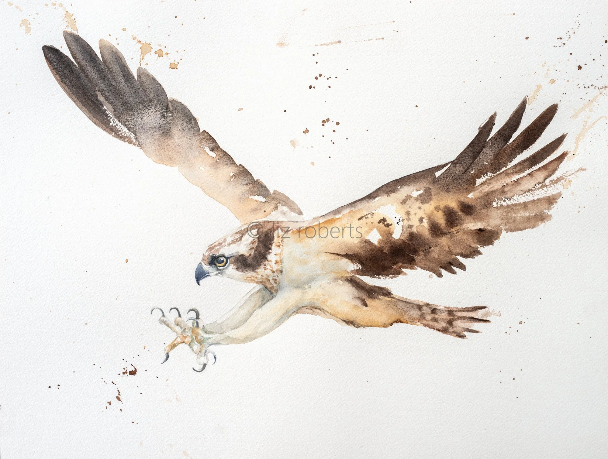 Osprey in Flight ,  giclee Print, mounted, unframed