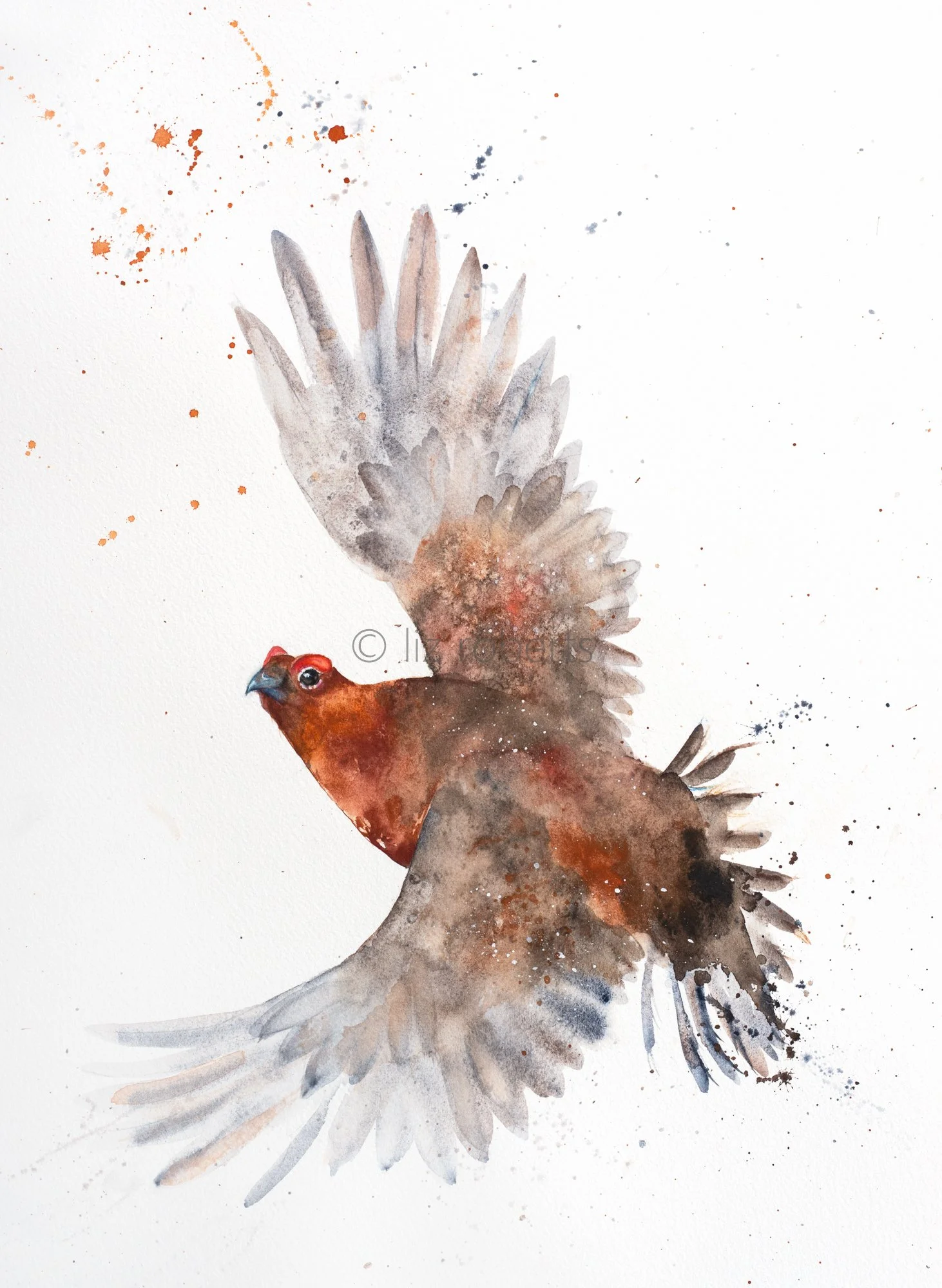 Red Grouse in Flight, watercolour by Liz Roberts, Scottish artist