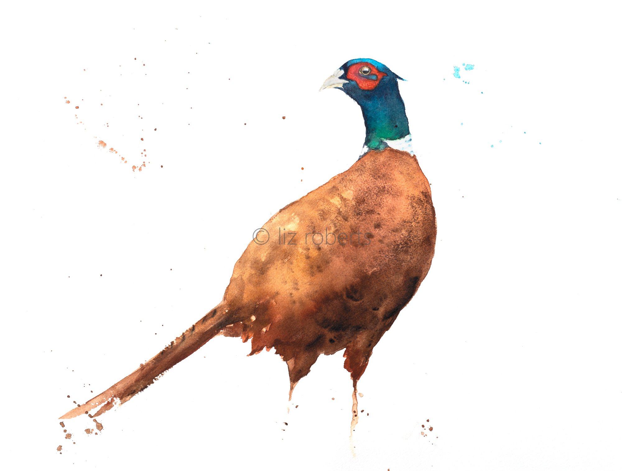 Colourful Pheasant, giclee print, mounted, unframed