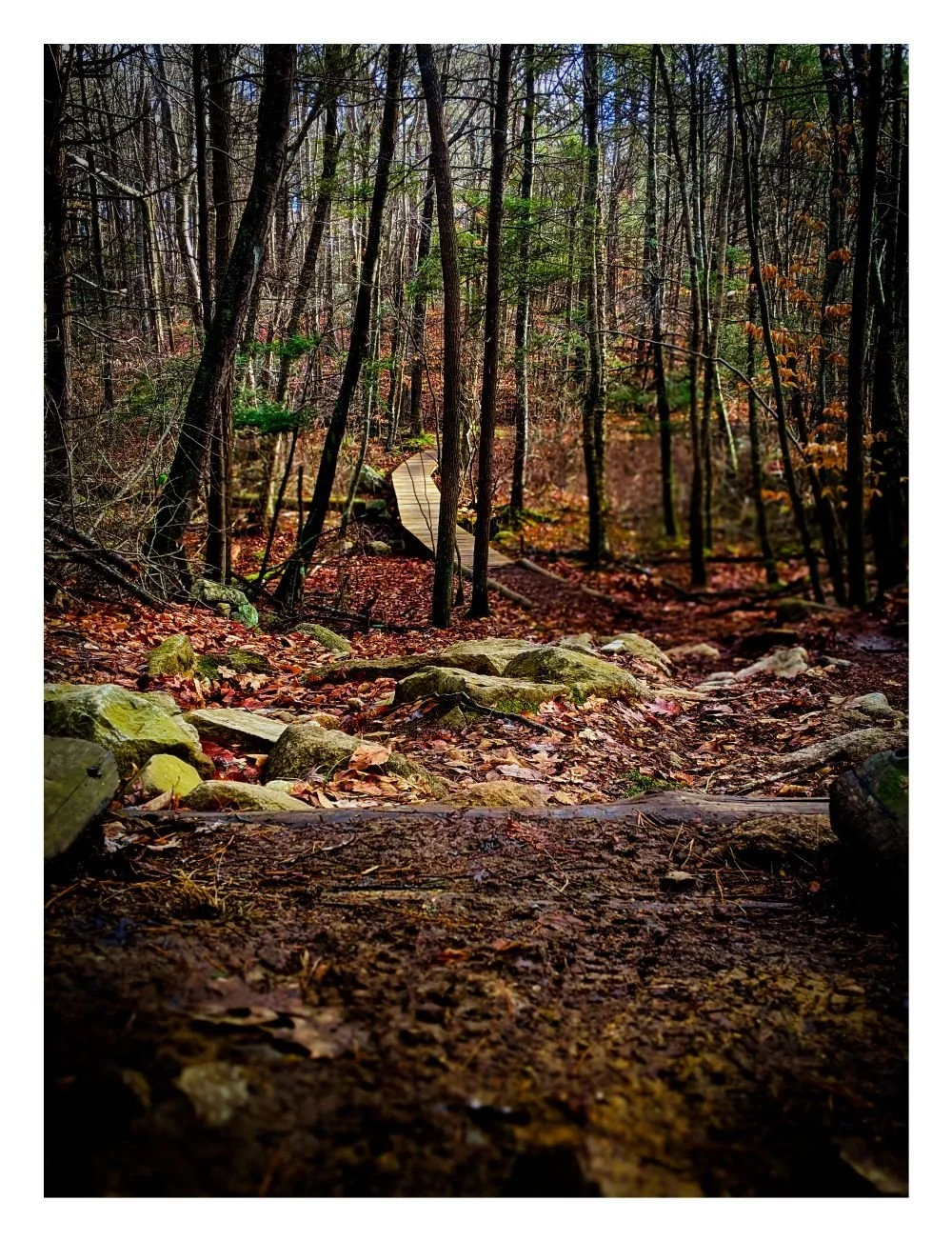 A wooded forest trail with rocks, fallen leaves, and a small wooden bridge in the background, during autumn.