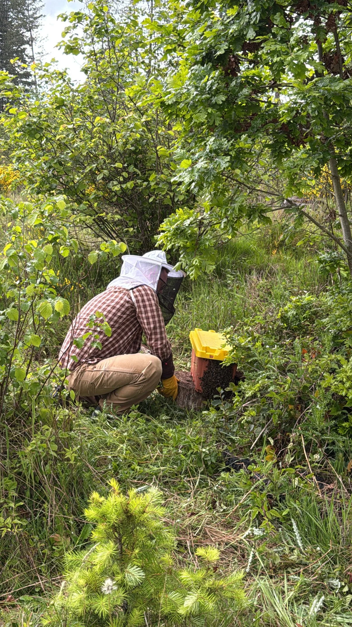 A person wearing a checkered shirt, beige pants, gloves, and a beekeeping veil kneeling next to a beehive in a green, wooded area with tall grass and trees.