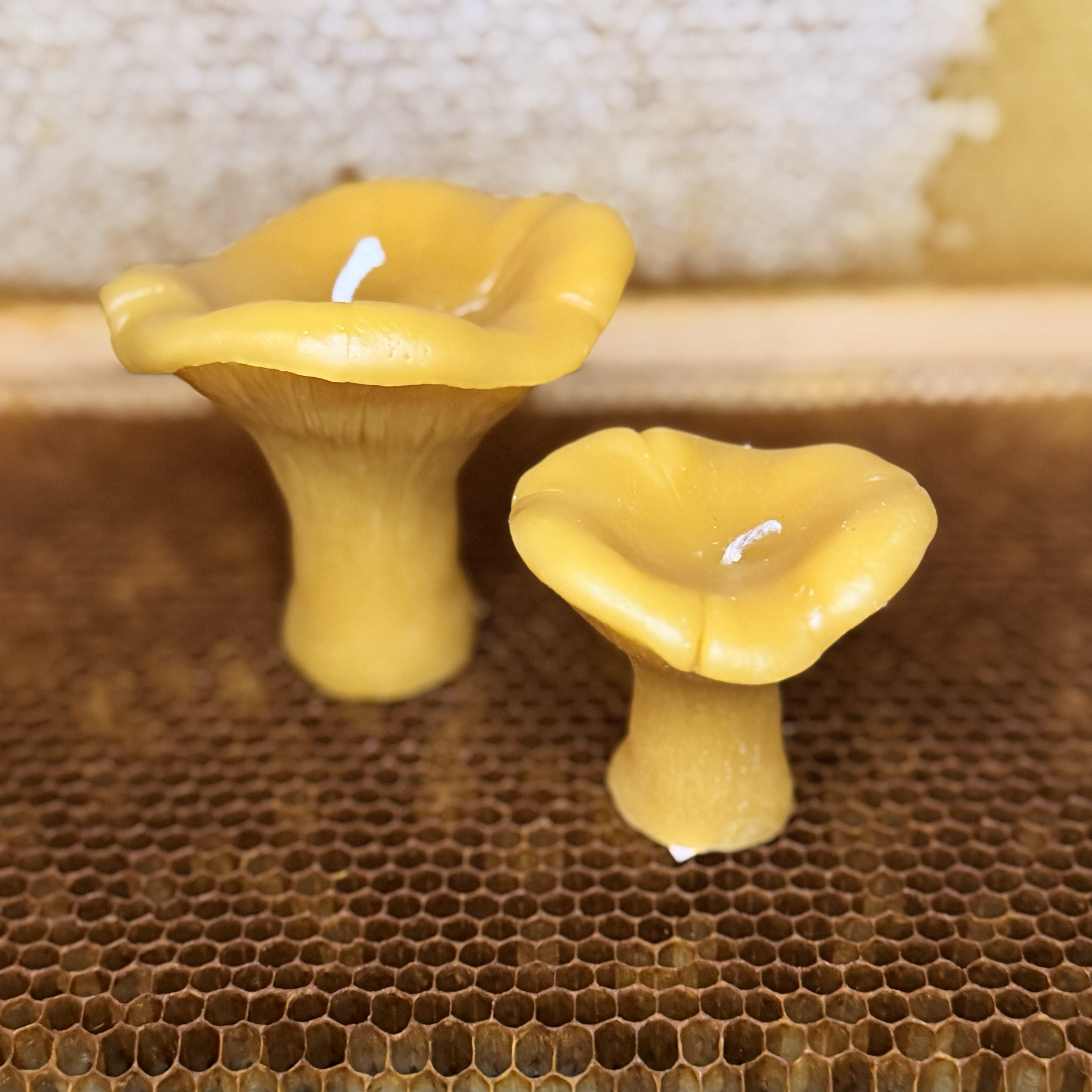 Chanterelle Mushroom Beeswax Candle Set | Hand-Poured 100% Beeswax | Set of 2