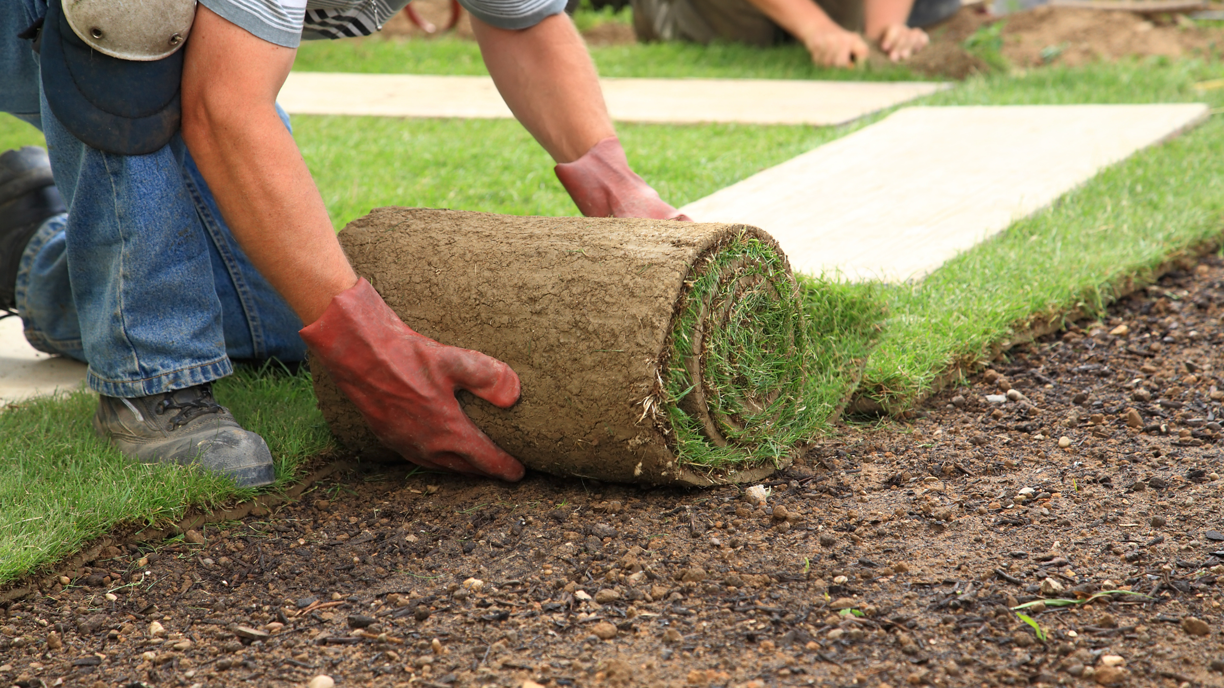 Worker installing fresh sod grass during a residential lawn installation project in Harrisburg NC.