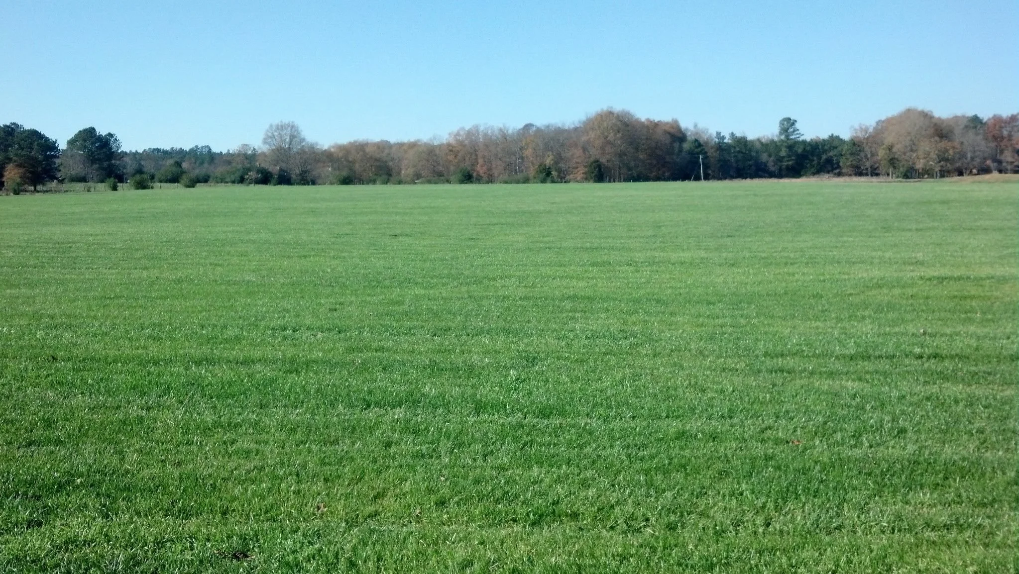 Wide open field with healthy green grass and tree line at Southern Pride Turf Farm in Concord NC