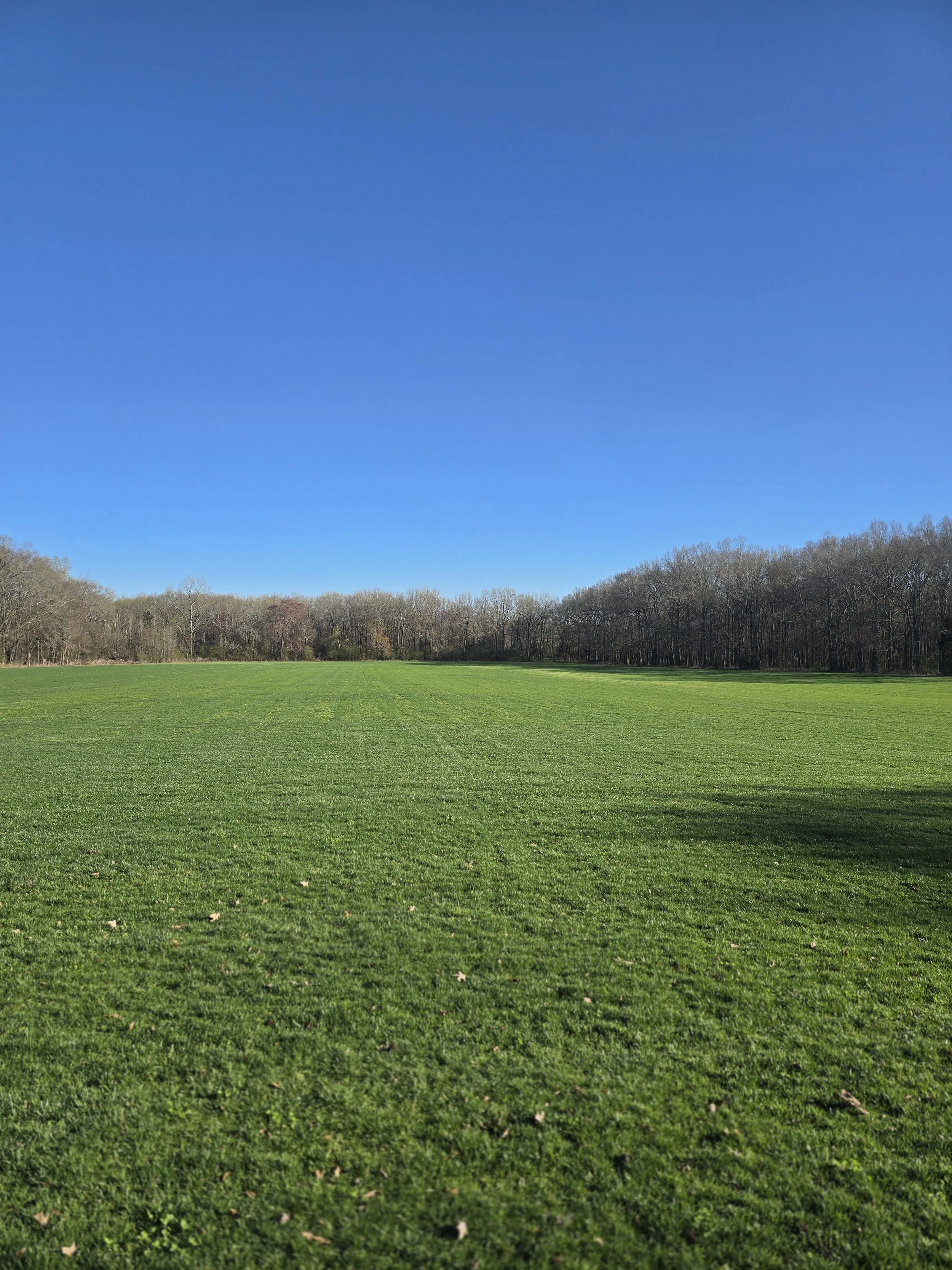 Open grassy sod field under a blue sky at Southern Pride Turf Farm serving Charlotte, Harrisburg, and Concord NC