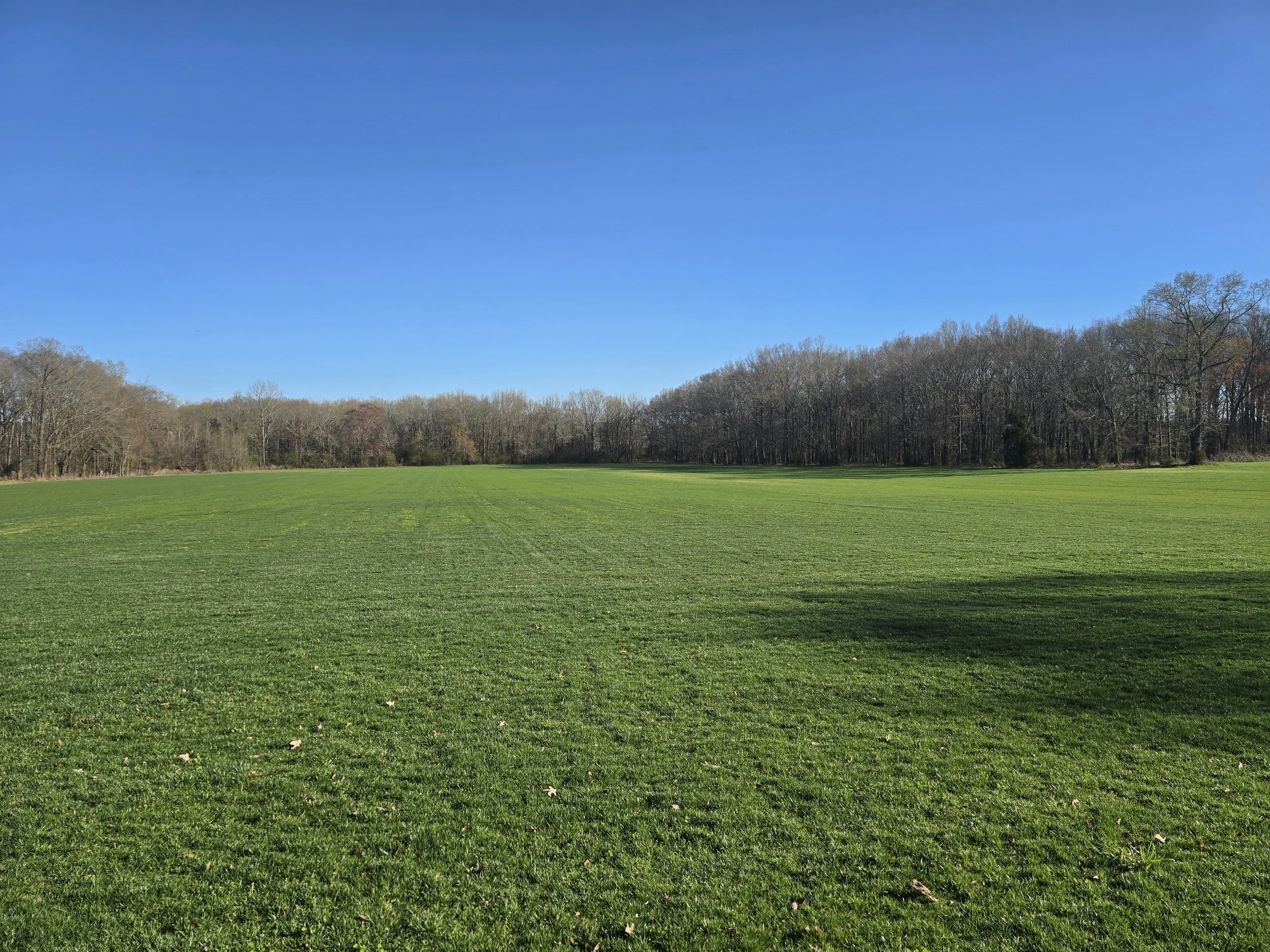 Open turf field with healthy green grass and clear skies at Southern Pride Turf Farm in North Carolina.