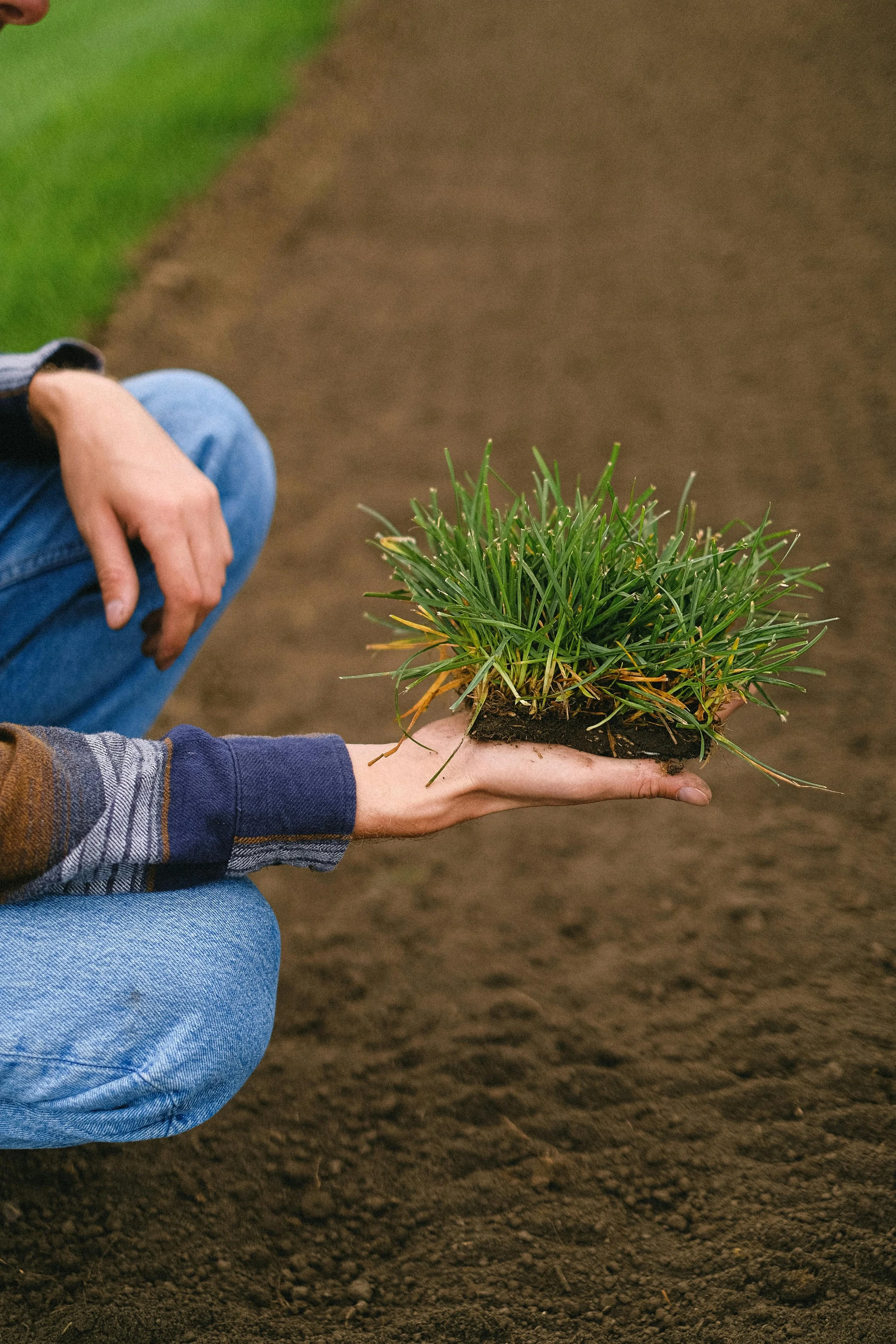 Person holding a potted plant while working in fresh soil and grass during a landscaping project in Charlotte NC.