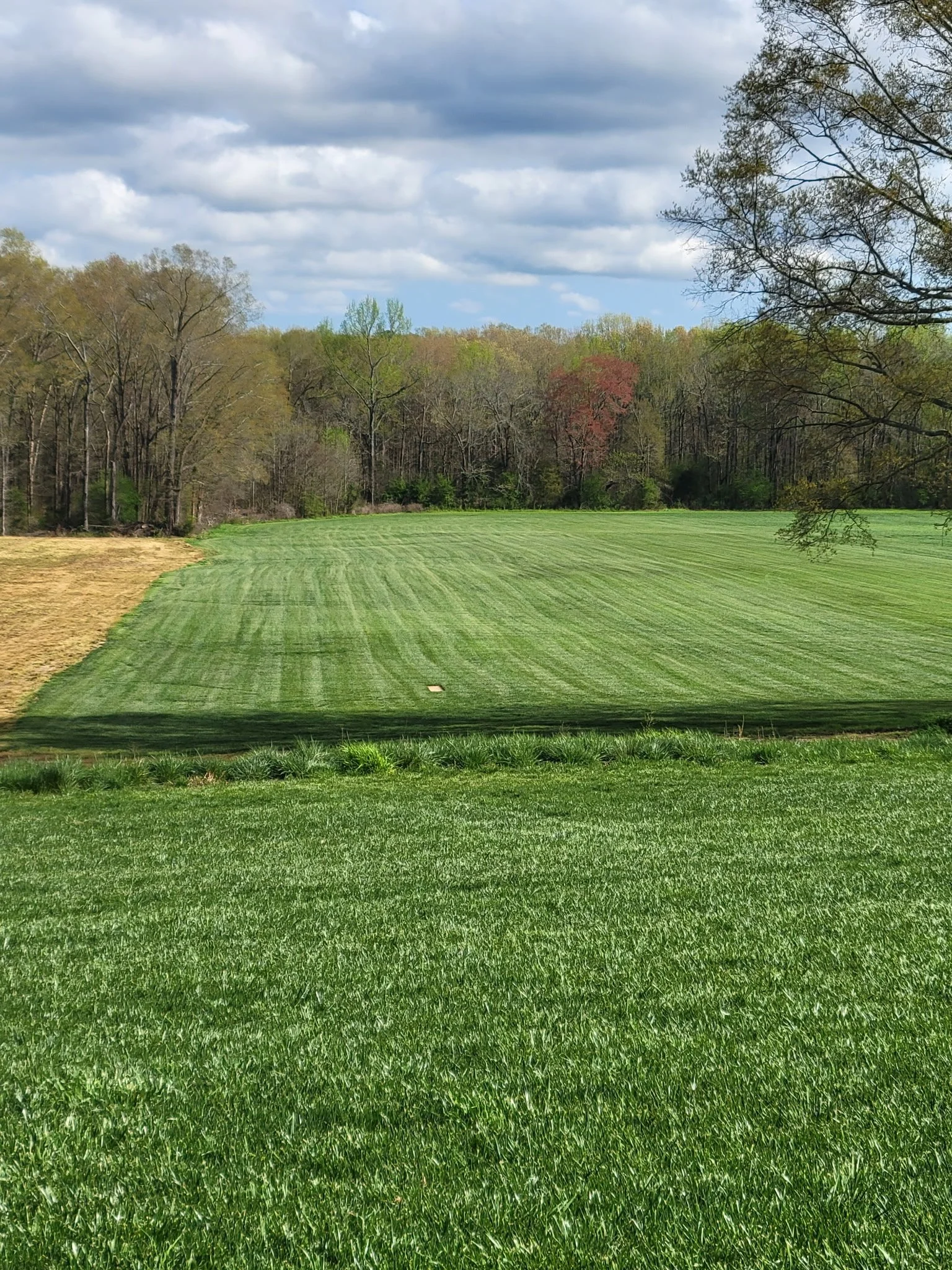 Lush green turf field under a partly cloudy sky at Southern Pride Turf Farm in North Carolina