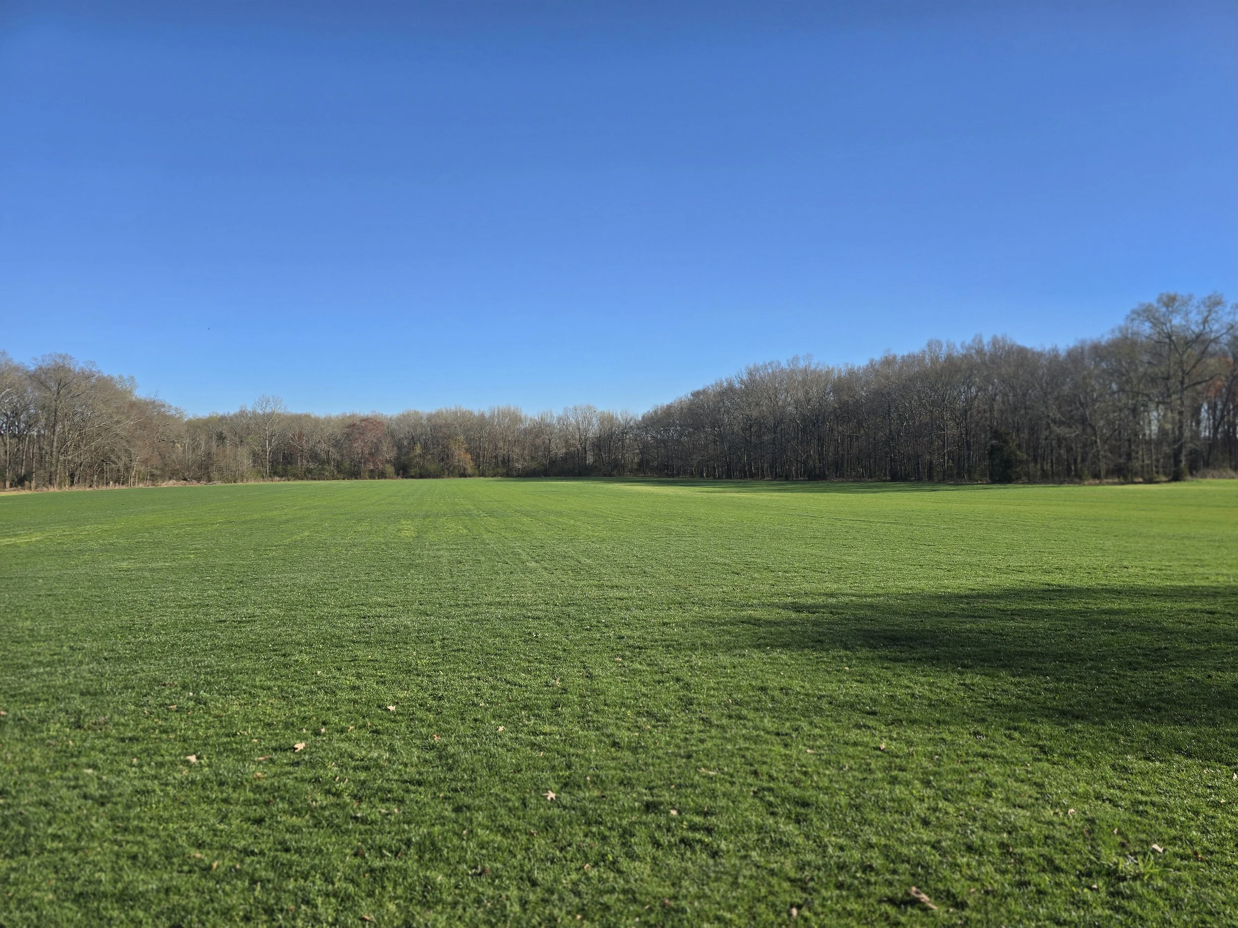 Wide open sod field under a bright blue sky at Southern Pride Turf Farm serving Charlotte, Harrisburg, and Concord NC.