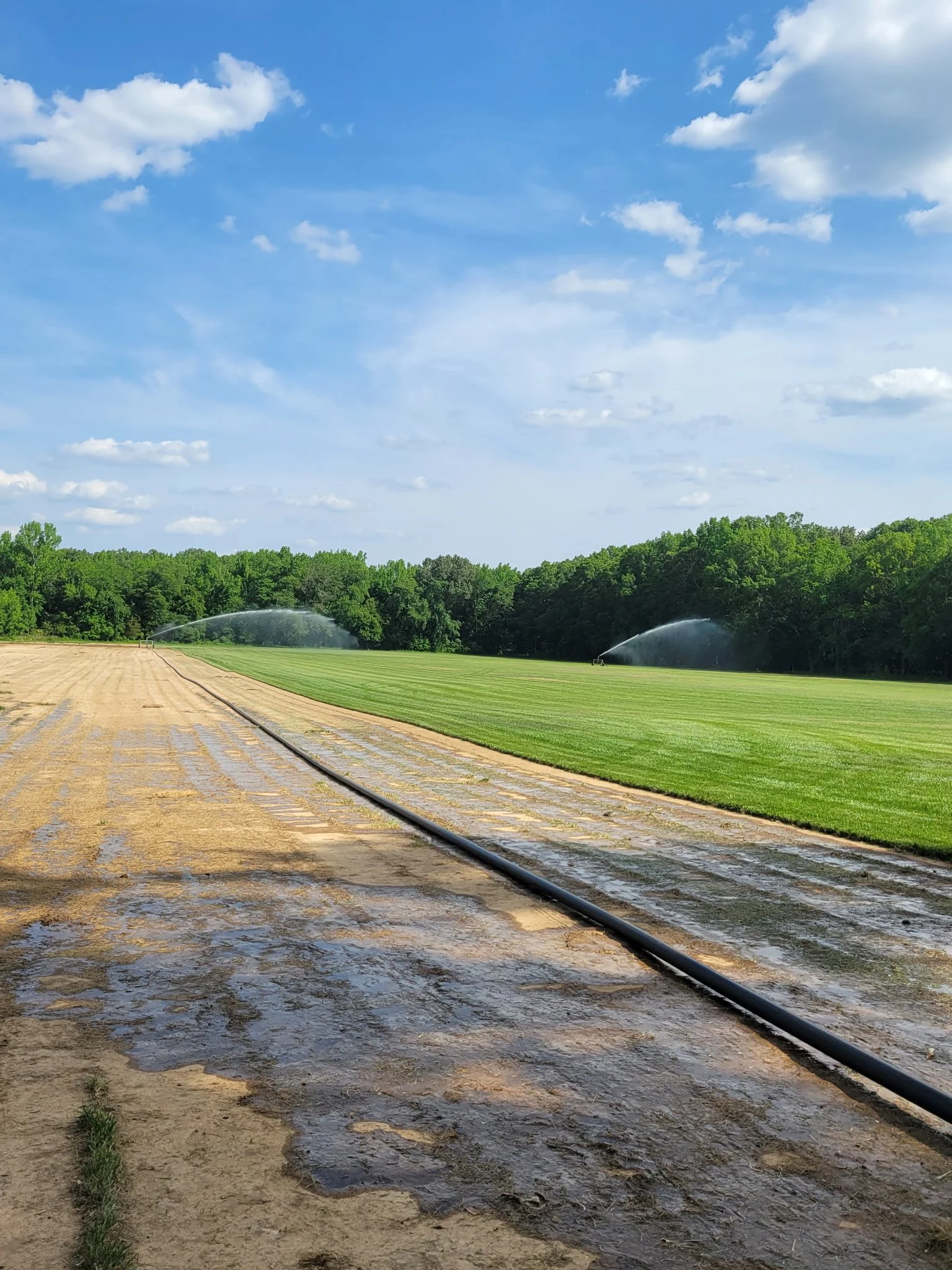 Irrigated sod field at Southern Pride Turf Farm growing fresh turf for Charlotte, Harrisburg, and Concord NC properties.