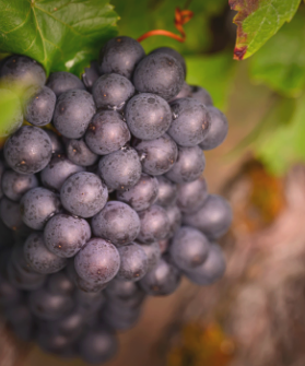 Les vignes et cépages Varicour