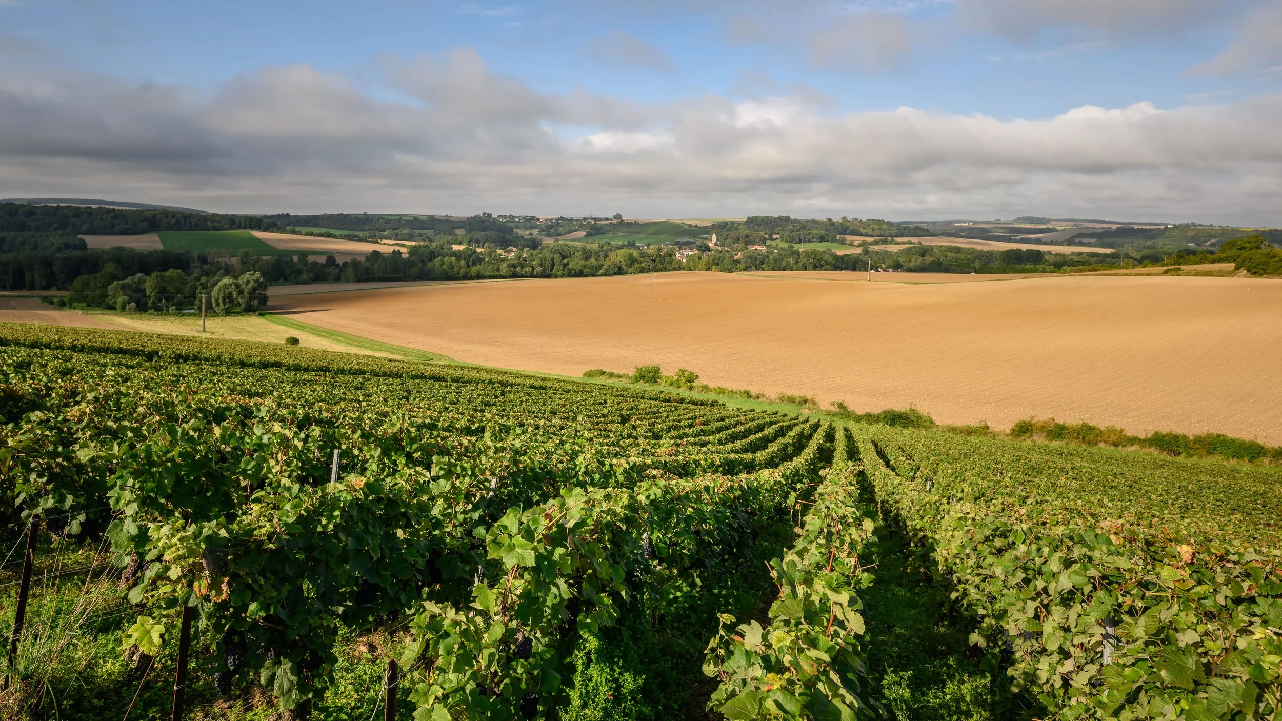 Vignoble verdoyant du Domaine Varicour - Reims 