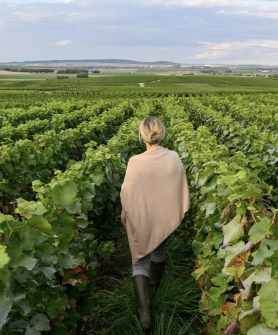 Balade au coeur du vignoble Varicour à Rilly-la-Montagne