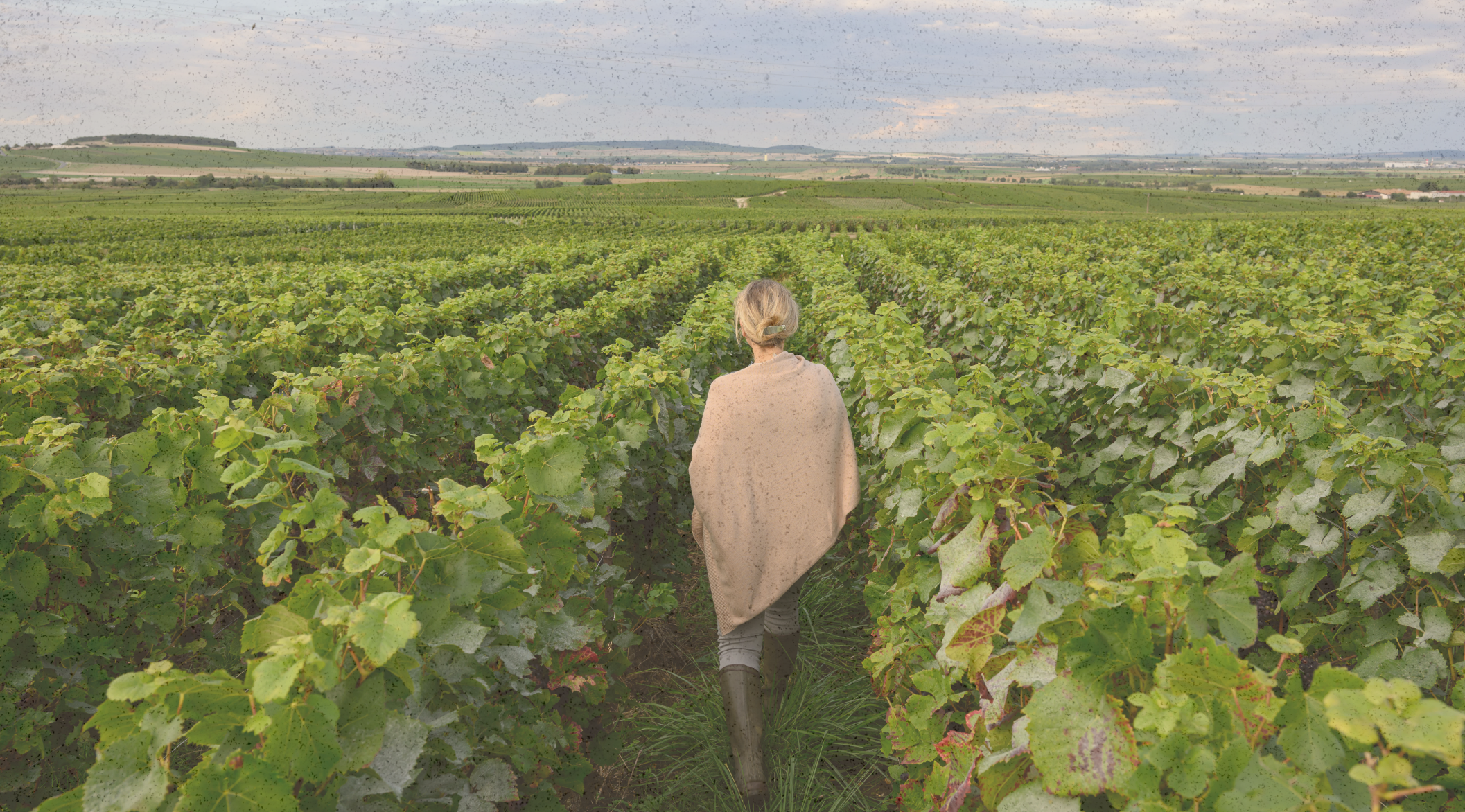 Photographie du Domaine Varicour, Vignoble Champenois près de Reims.