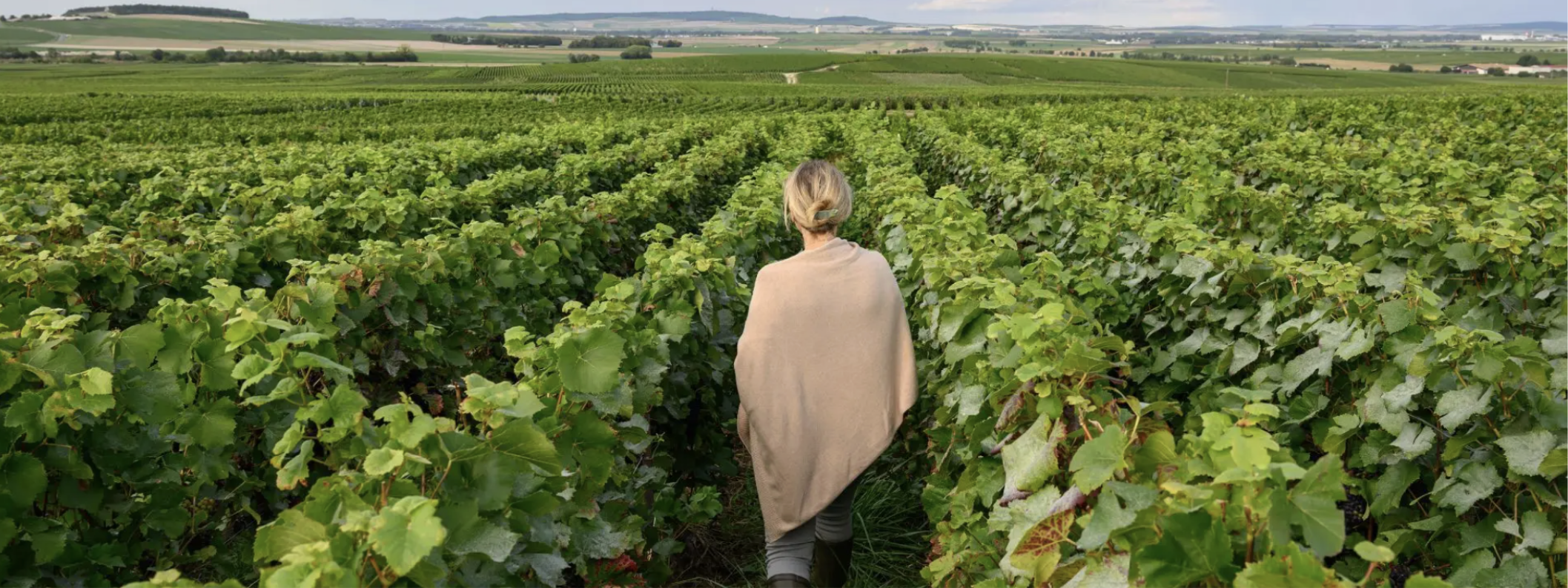 Photographie du Domaine Varicour, Vignoble Champenois près de Reims.
