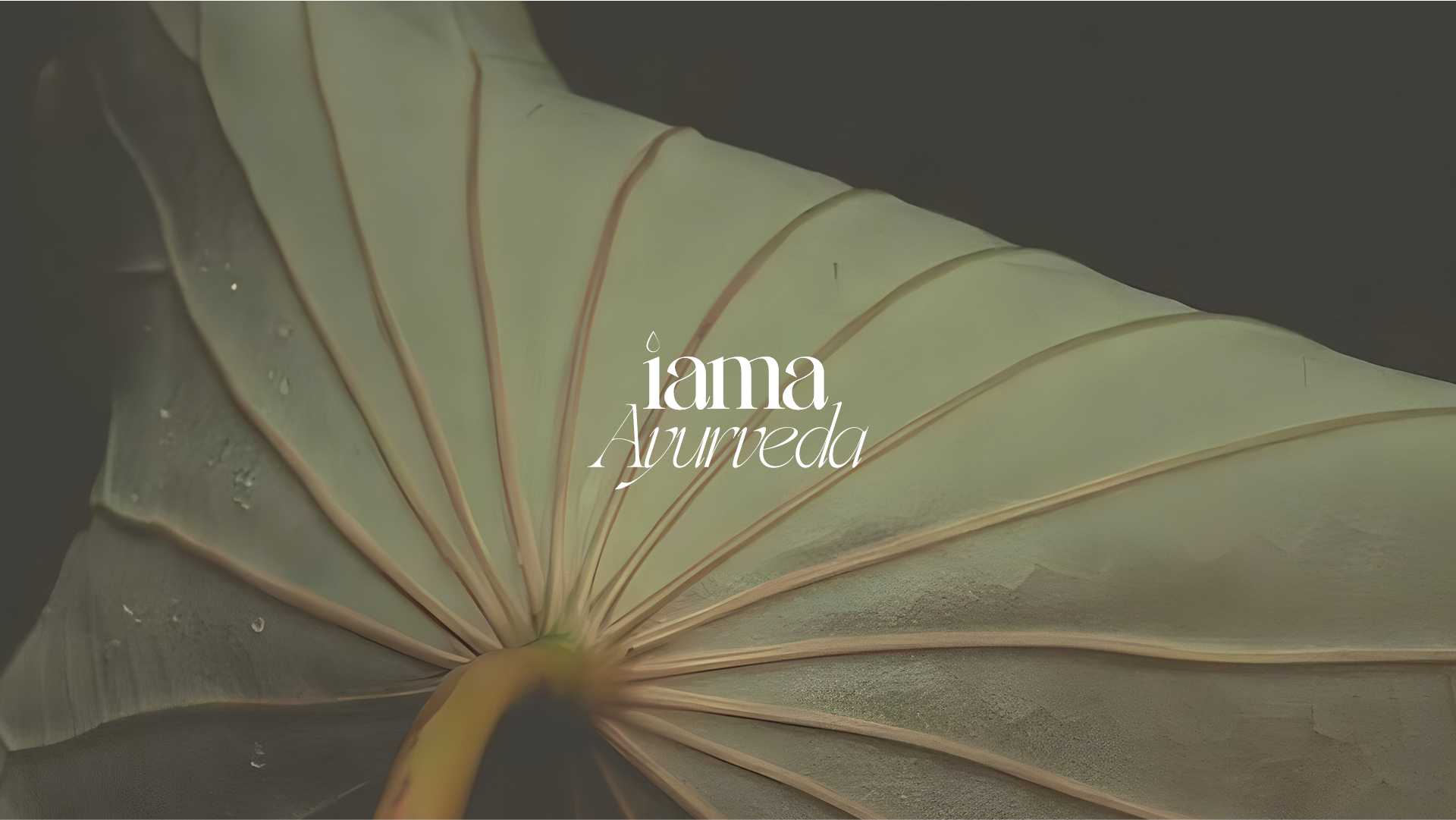 Promotional image for iama ayurveda, a brand strategy and visual identity project to help bring their brand to life