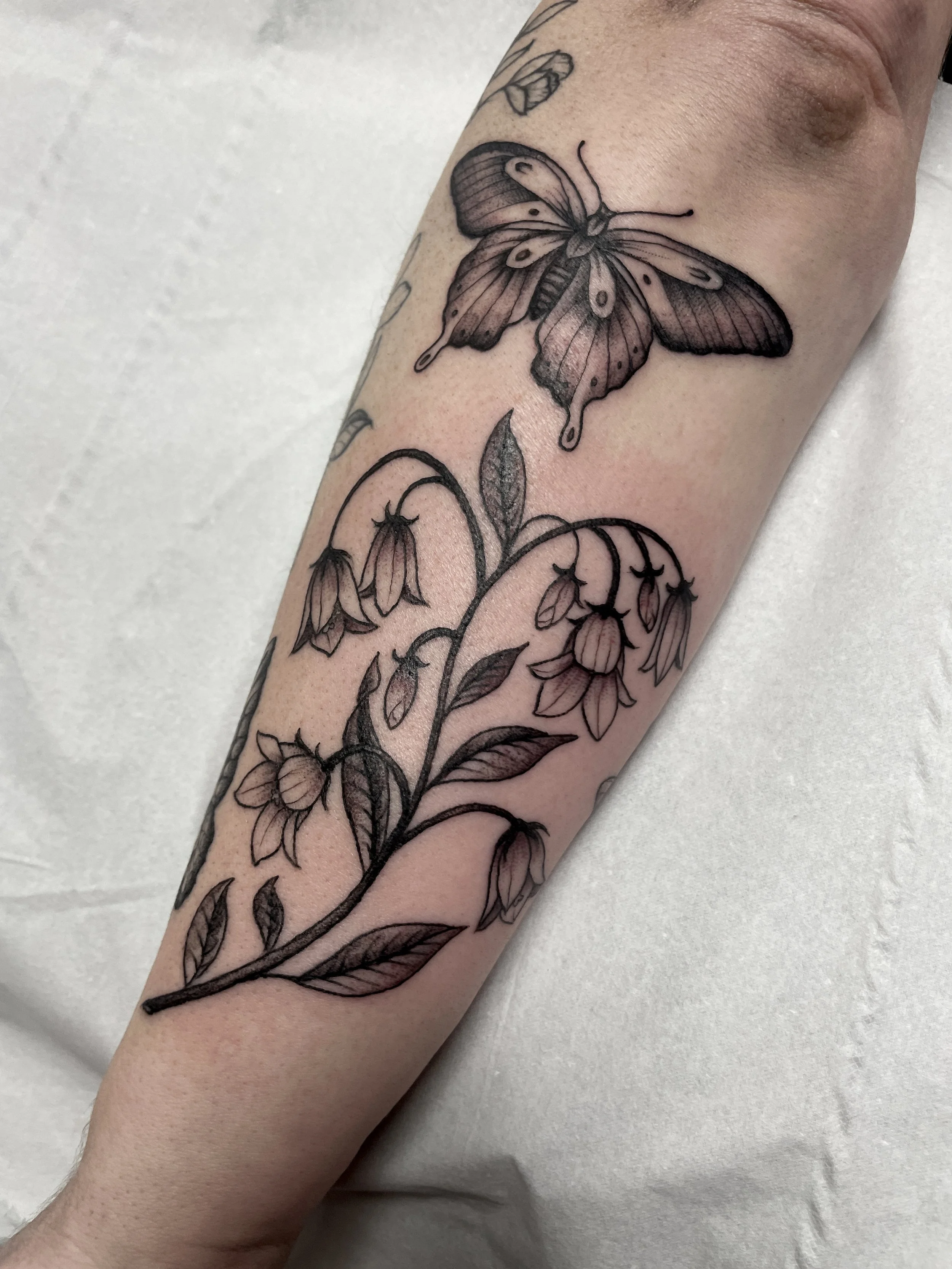 Harebell