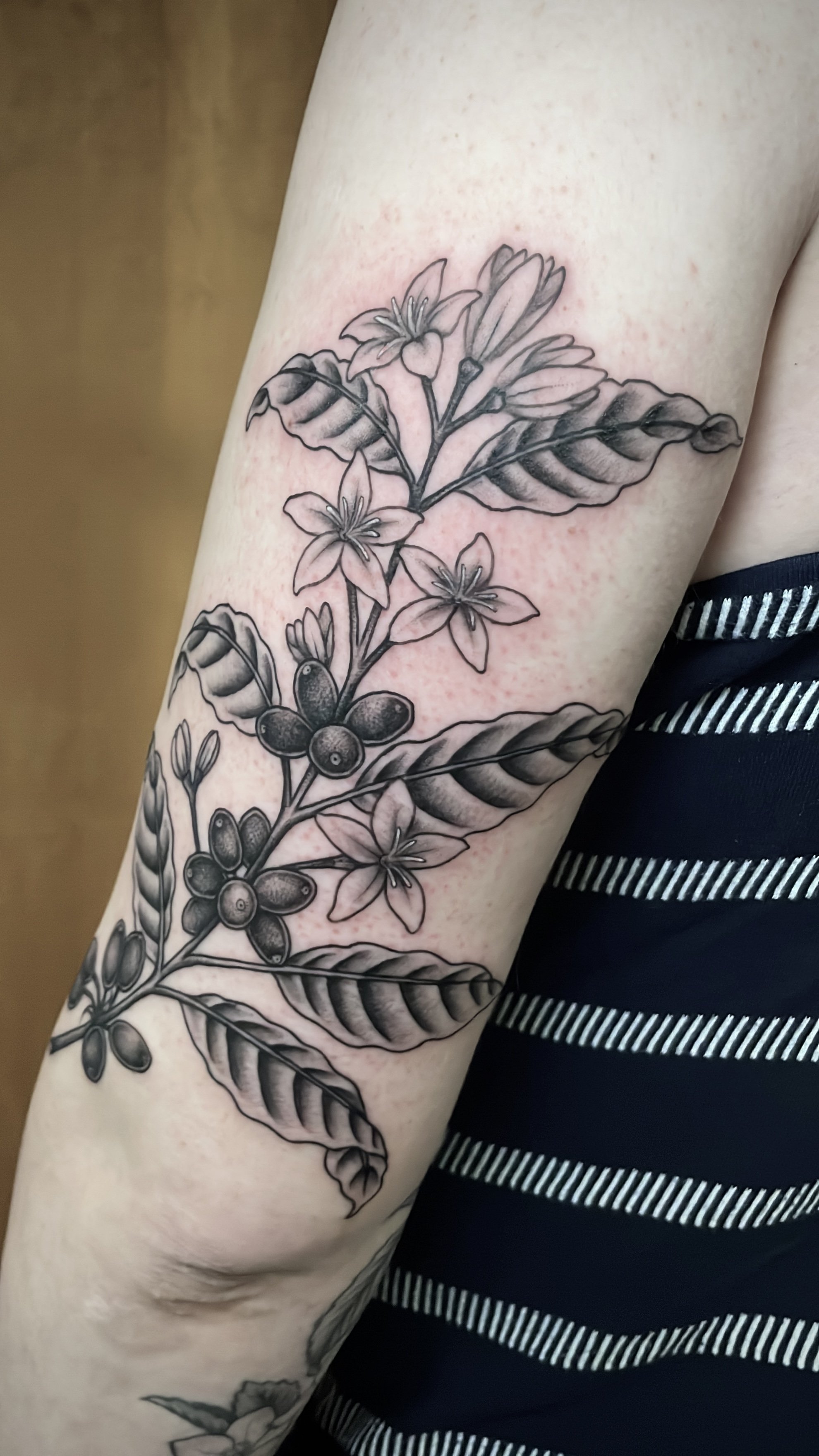 Coffee plant 2