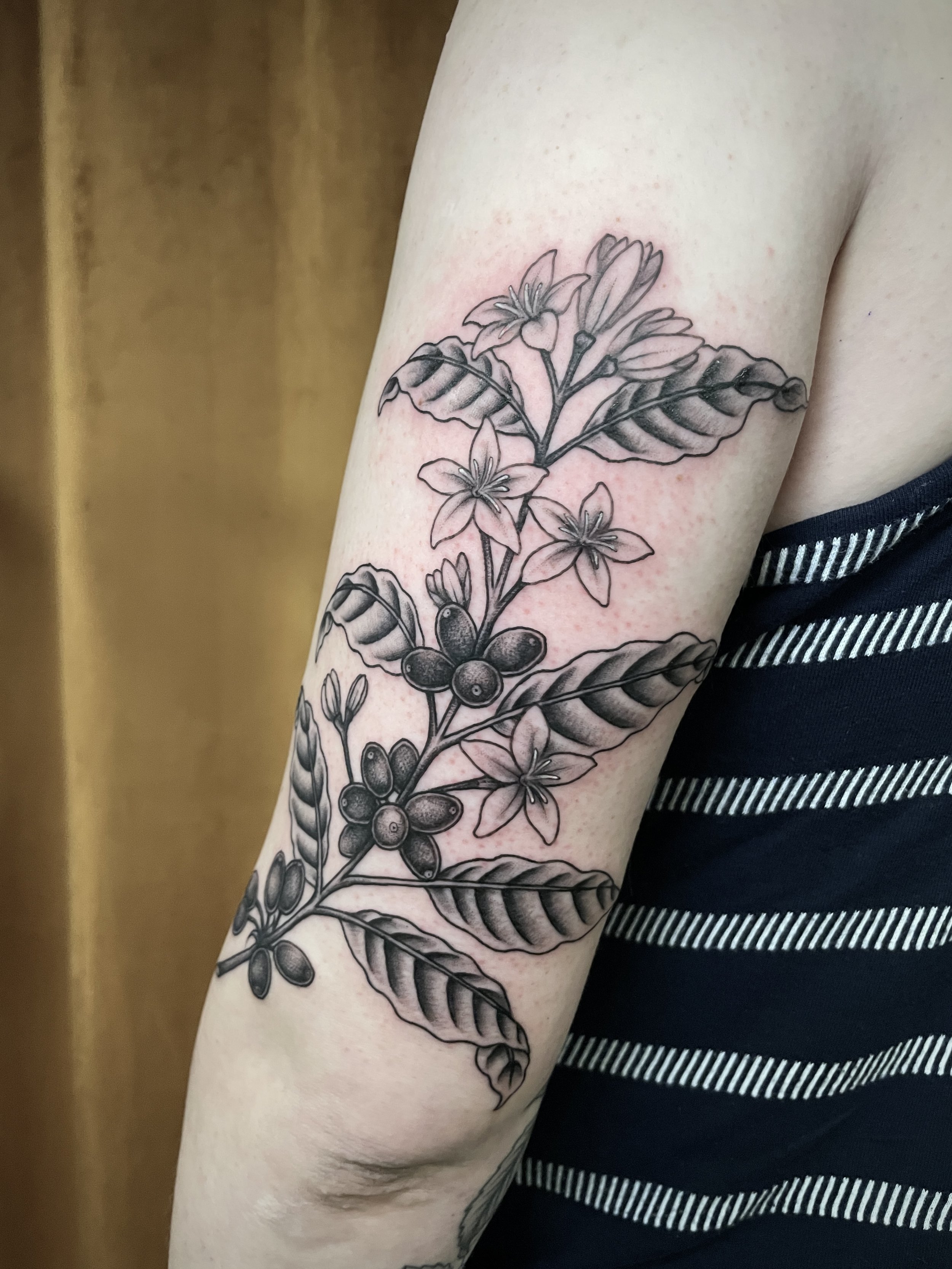 Coffee plant 3