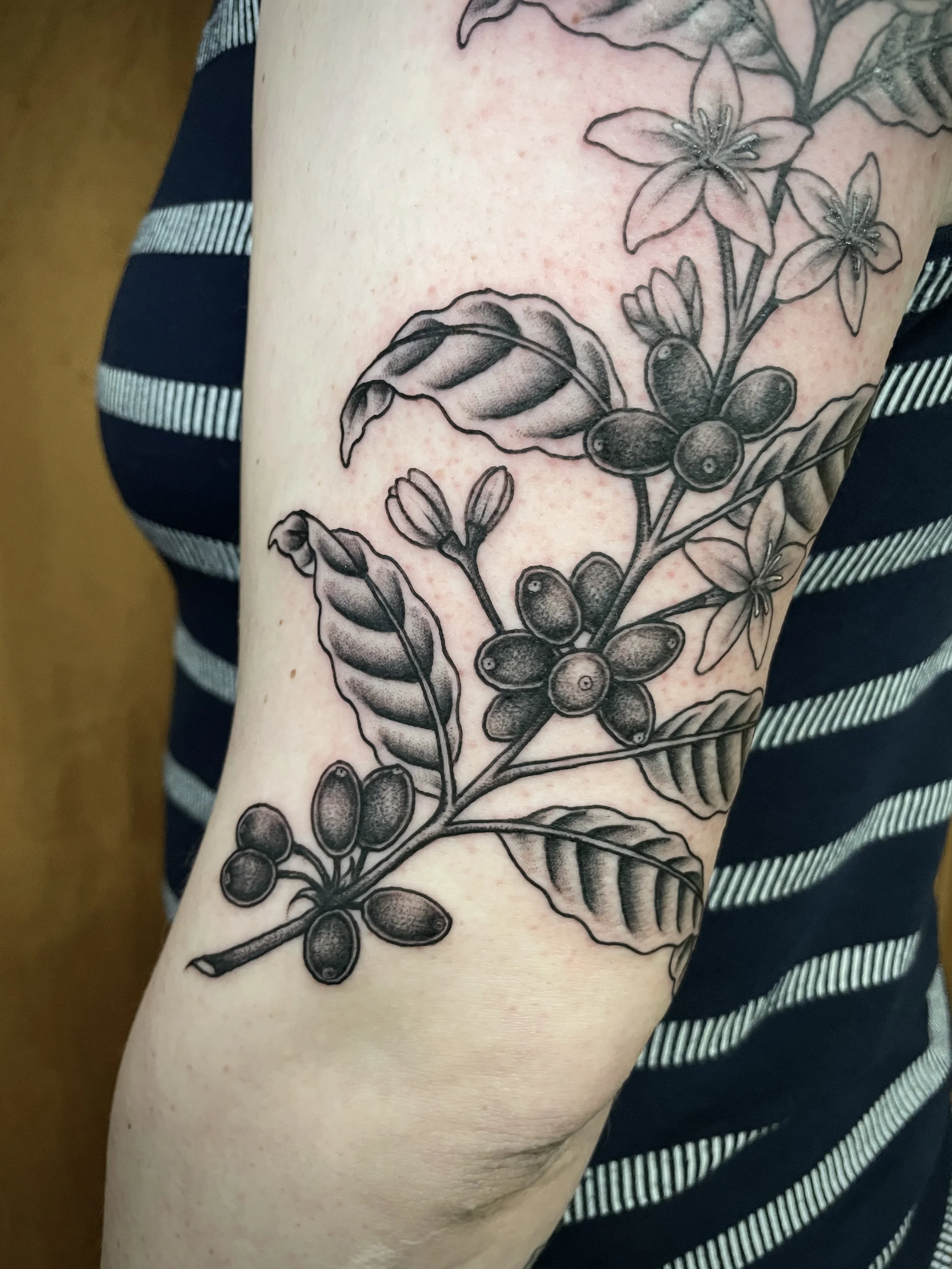 Coffee plant 1