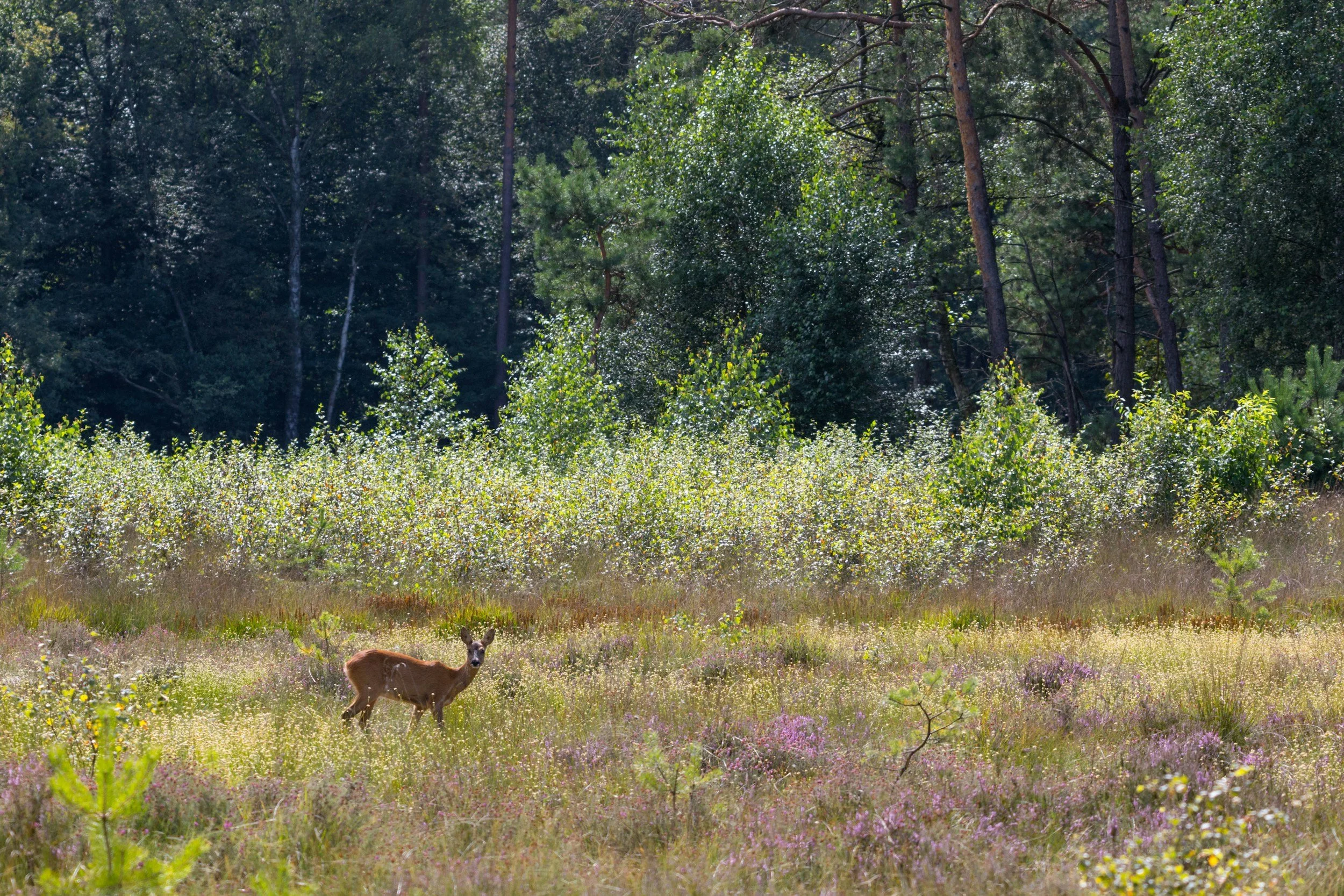Vakantie in de Veluwe