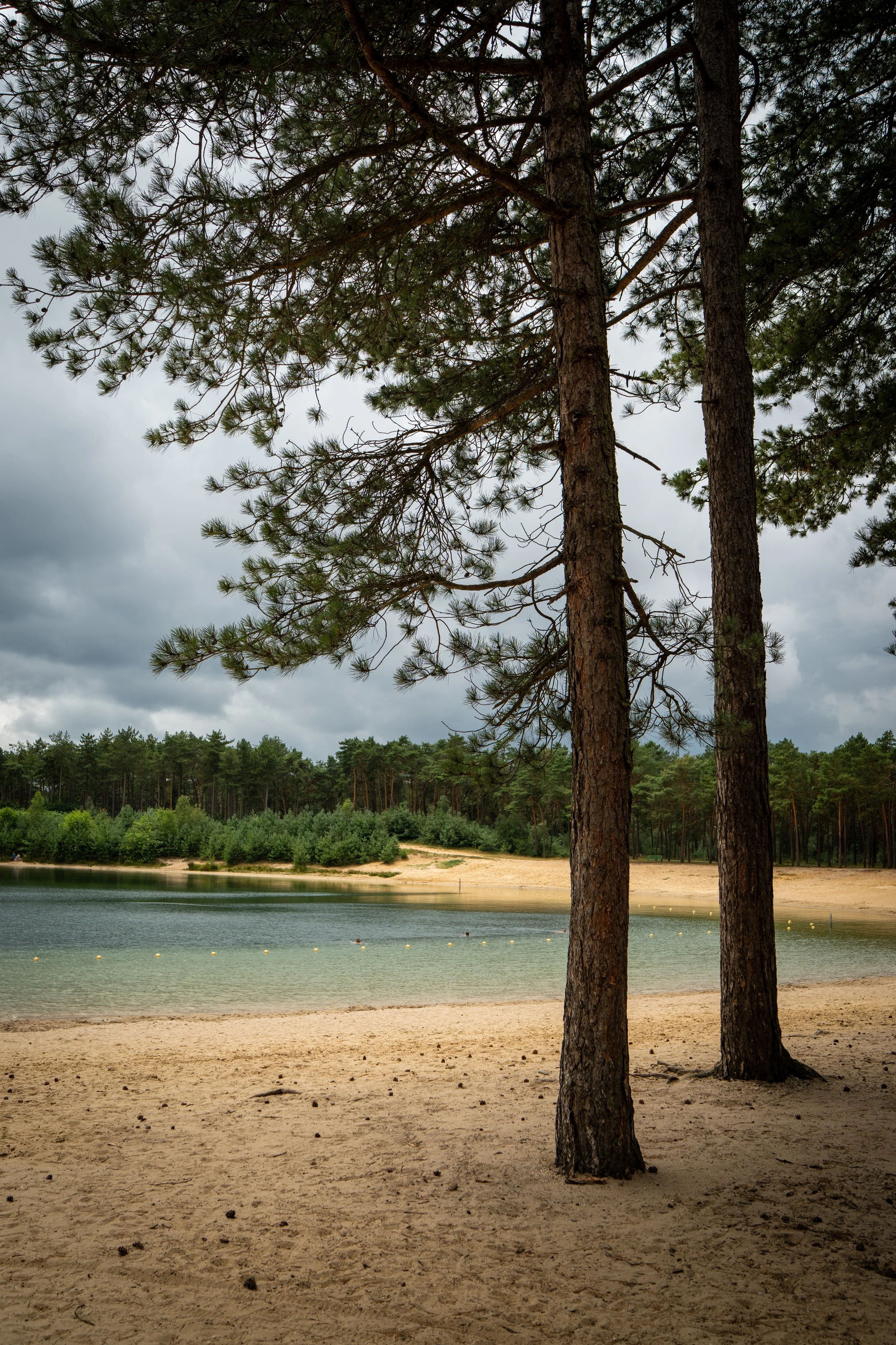 Drie grote dennenbomen aan de rand van een zandstrand met een meer op de achtergrond, onder een bewolkte lucht.