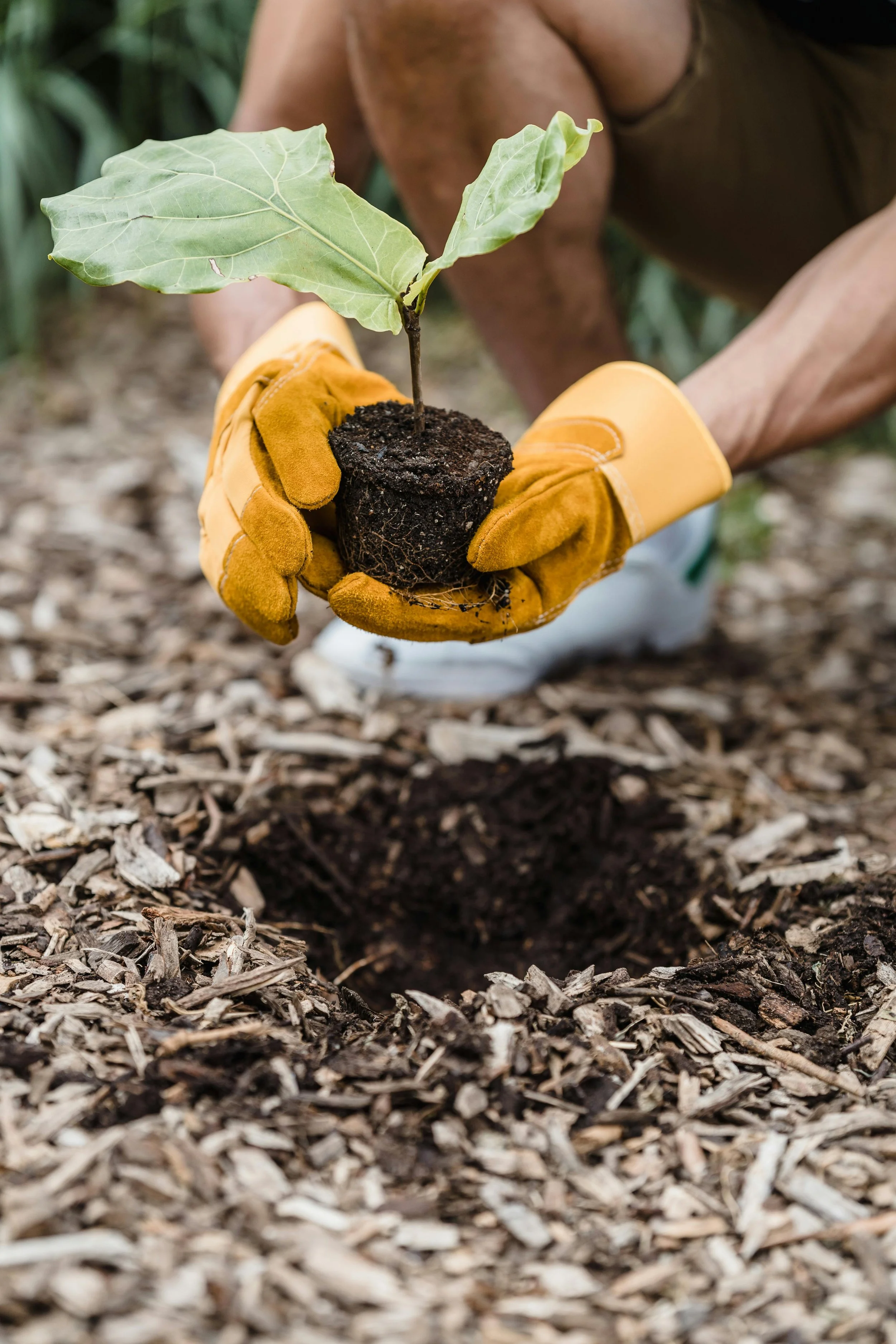 a young man in white sneakers and yellow gardening gloves plans a seedling in the forest