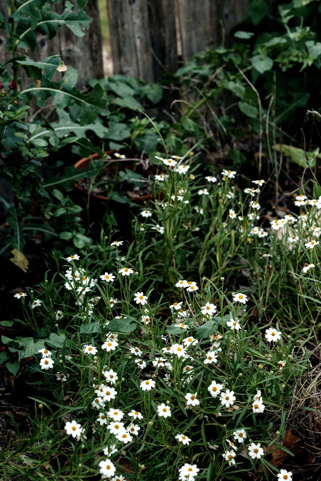 White daisies with yellow centers growing in a garden with green leaves and a wooden fence in the background.