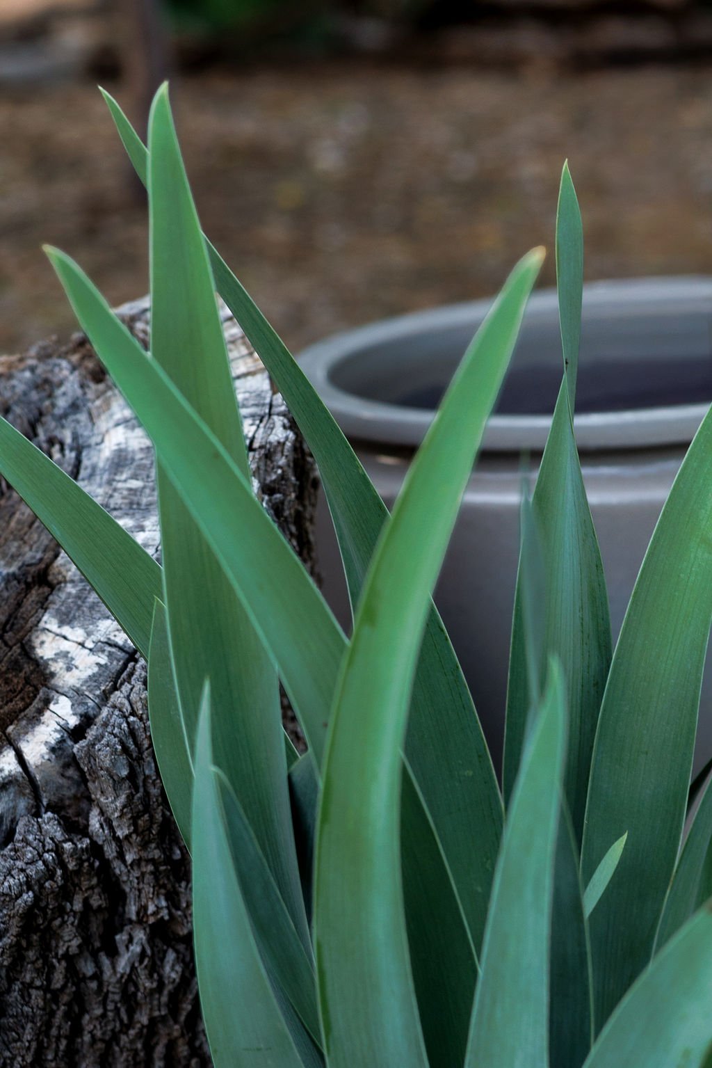 Close-up of green plant leaves next to a piece of tree bark and a gray outdoor pot in the background.