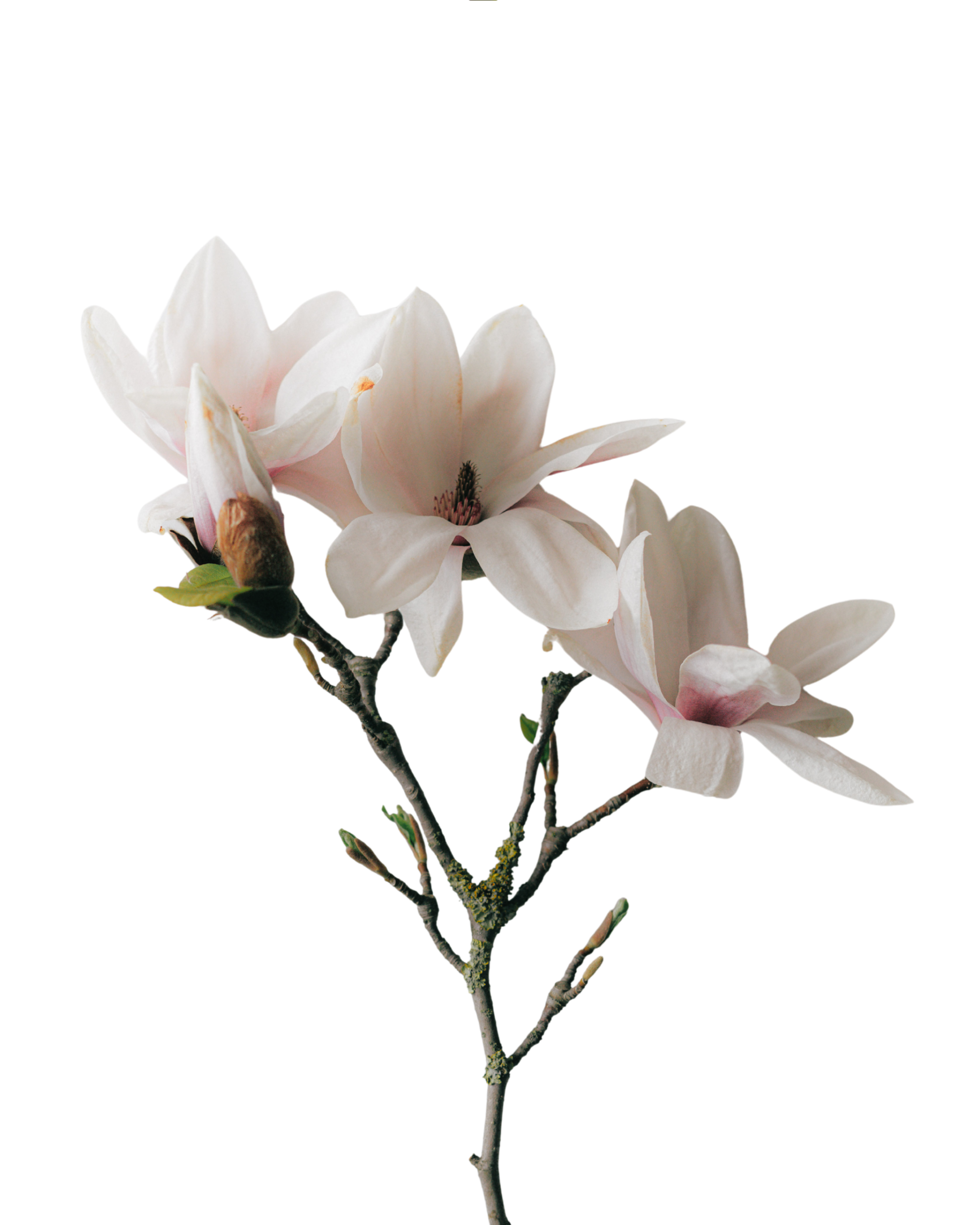 Close-up photo of white magnolia flowers on tree branch.