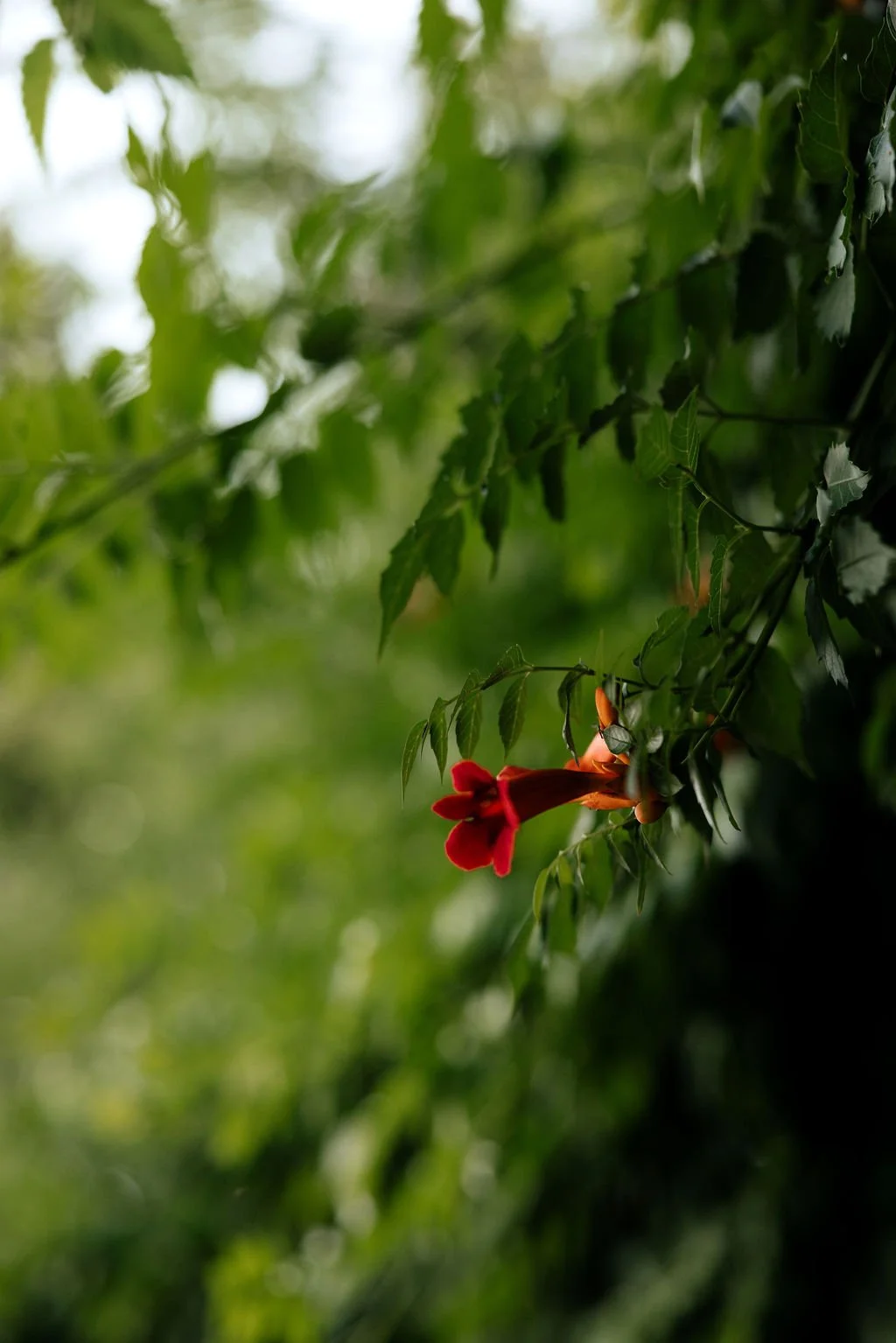 Close-up of green leaves with a partially visible bright red flower in a natural outdoor setting.