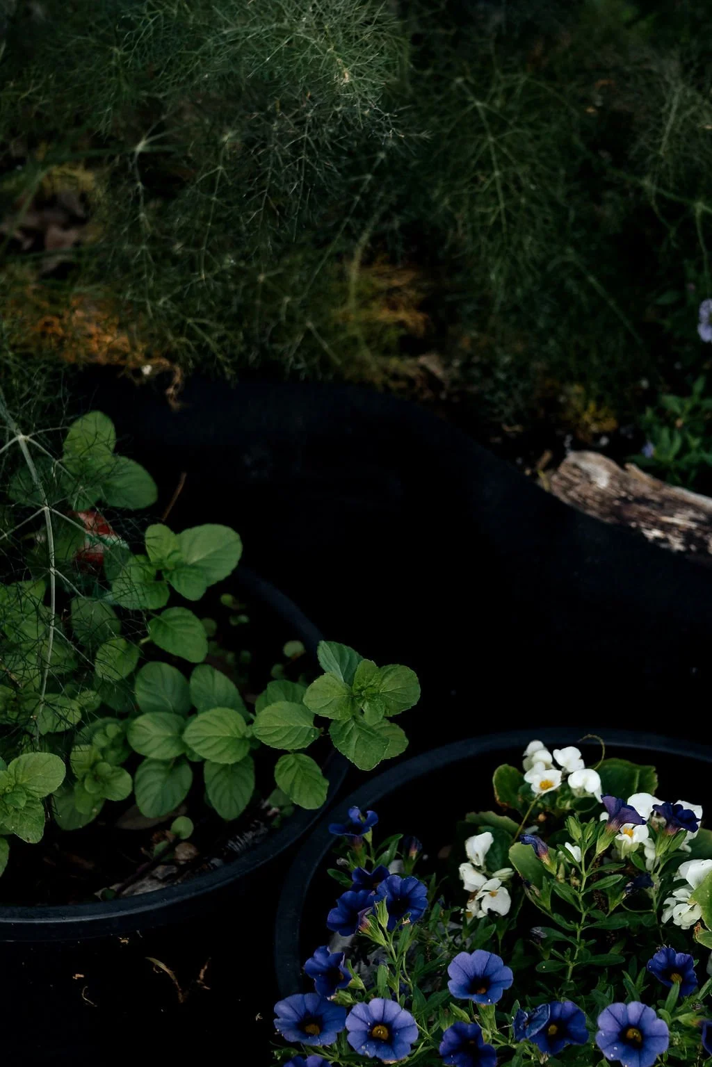 Various green, purple, and white flowers in pots among green foliage in a garden.