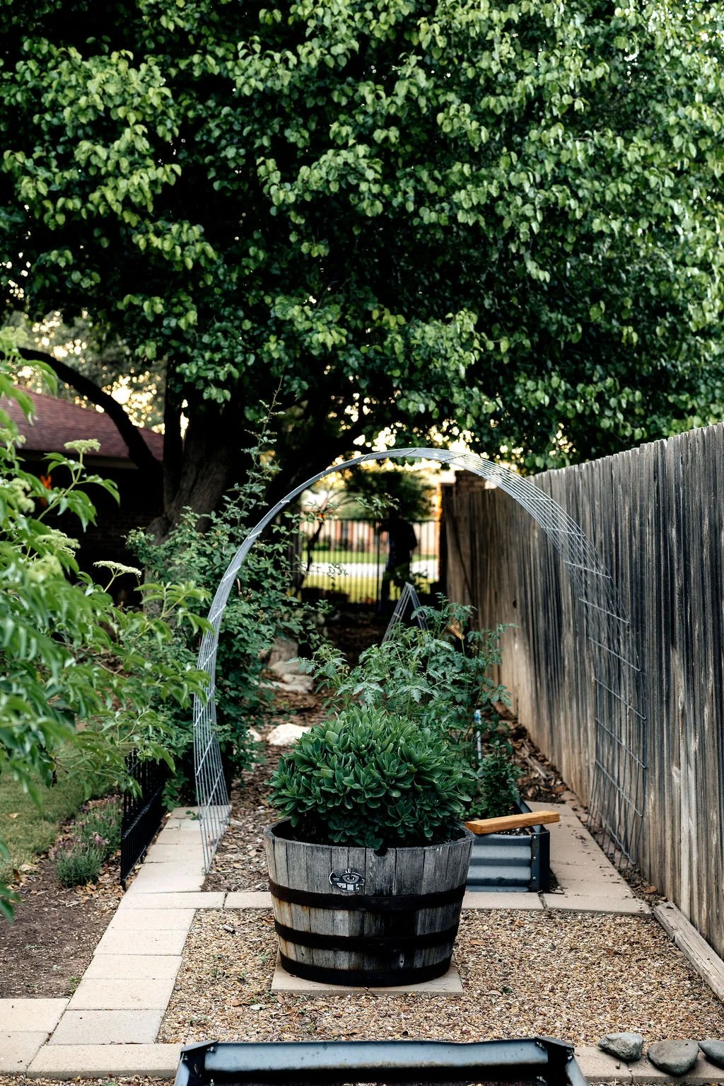 A garden pathway with a large potted plant in the foreground, a wooden fence on the right, and a large tree with dense green foliage in the background. There is a trellis arch over the path.