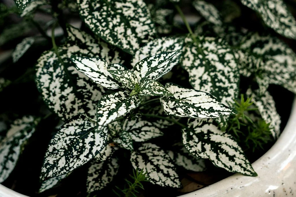 Close-up of a potted plant with green and white variegated leaves.