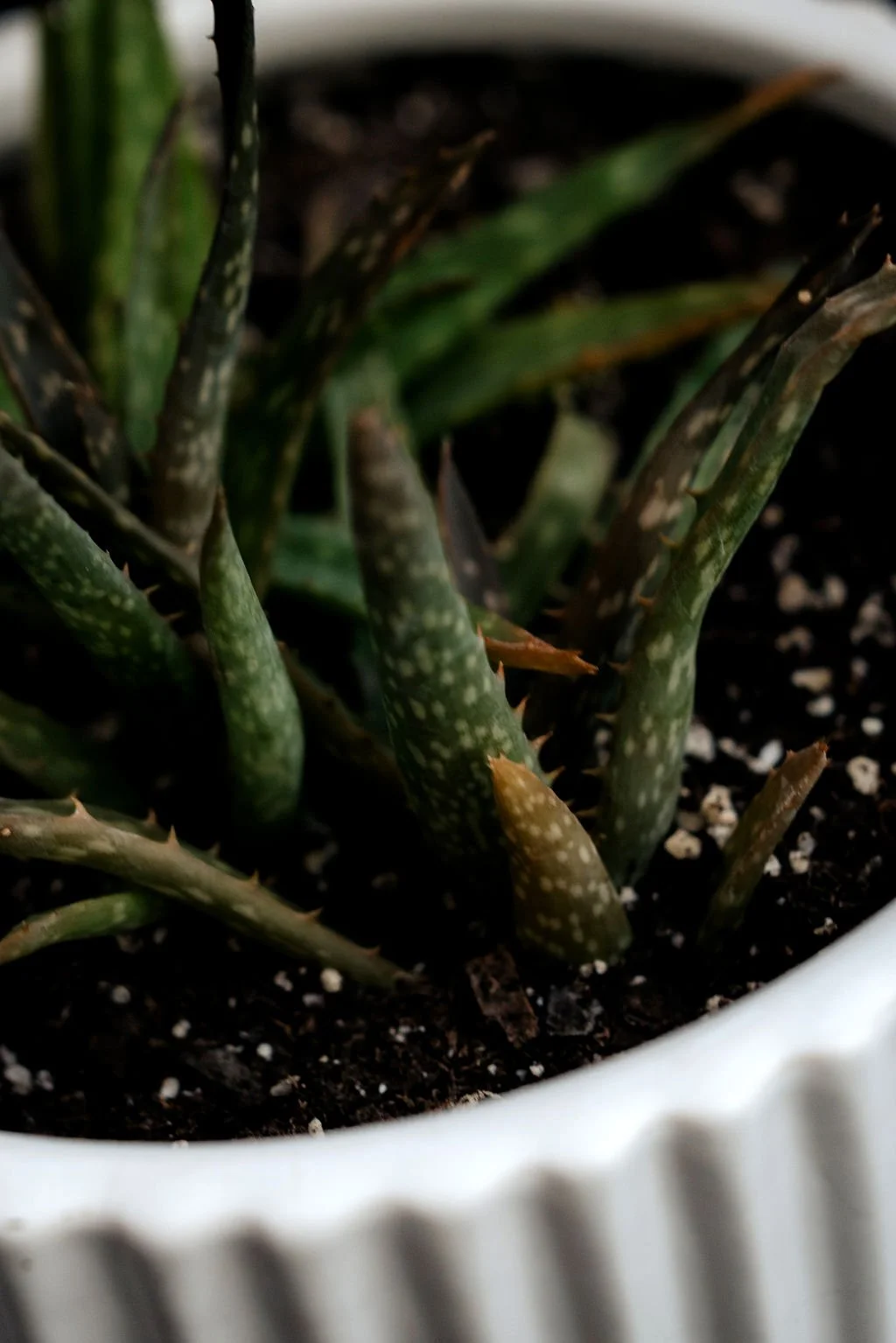 Close-up of a potted aloe vera plant with thick, pointed, green leaves with white spots, in dark soil.