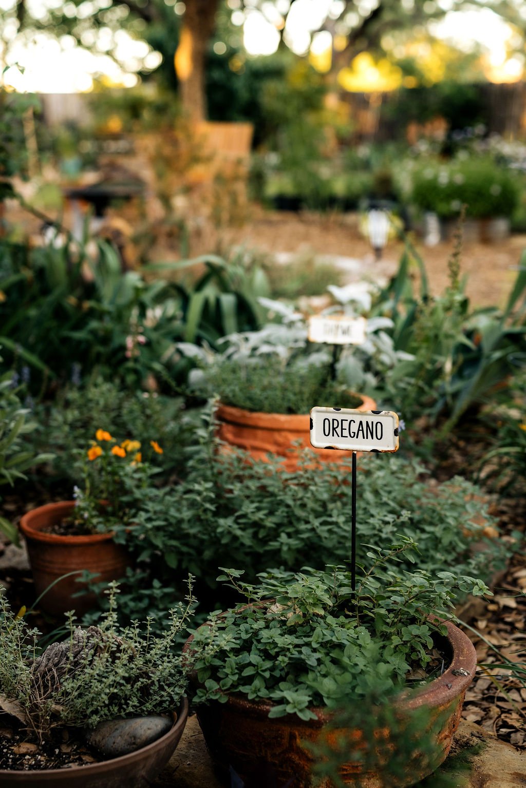Close-up of potted oregano plant with a label, surrounded by other herbs and plants in a garden.