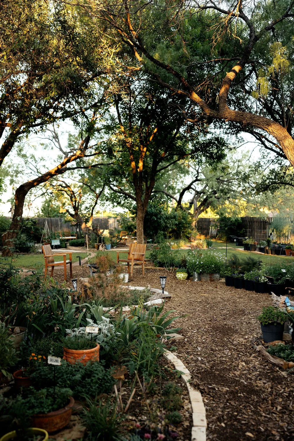 A backyard garden with a large tree, potted plants, garden furniture, and a gravel pathway, with a wooden fence in the background.