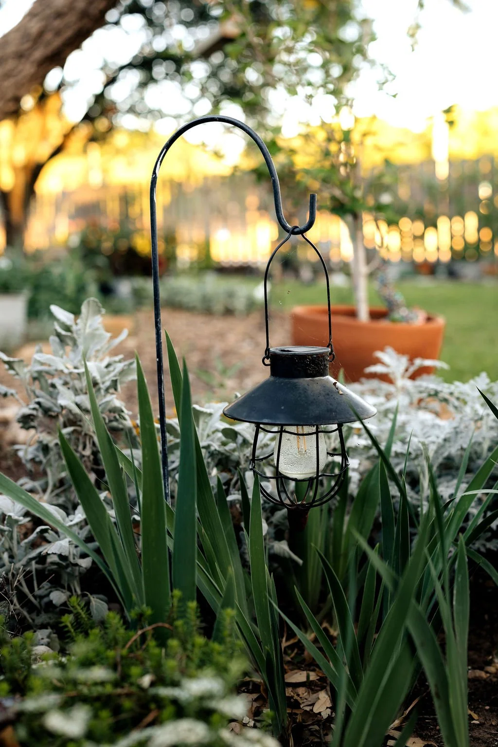 A garden lantern hanging among green plants in a backyard with a blurred fence and trees in the background during sunset.