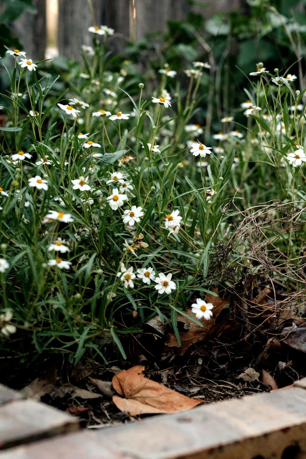 A garden bed filled with small white daisies with yellow centers, surrounded by green foliage and some fallen dry leaves on the soil, with a wooden fence in the background.