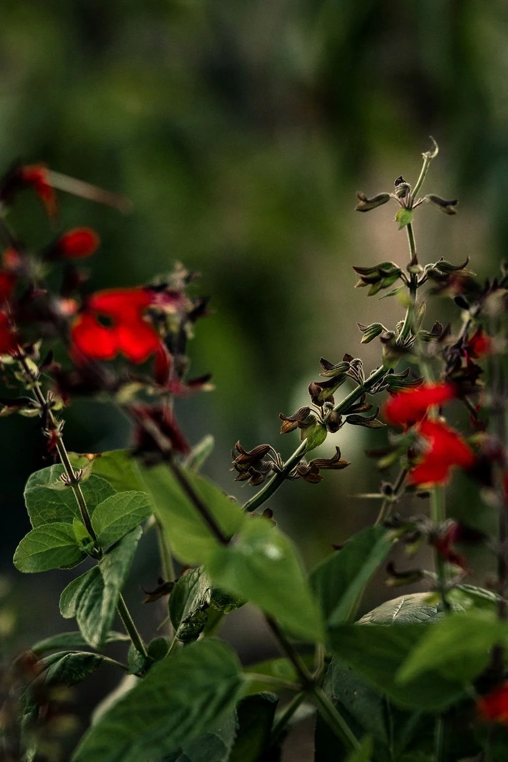 Close-up of a plant with green leaves and dark-brown seed pods, with blurred red flowers in the background.
