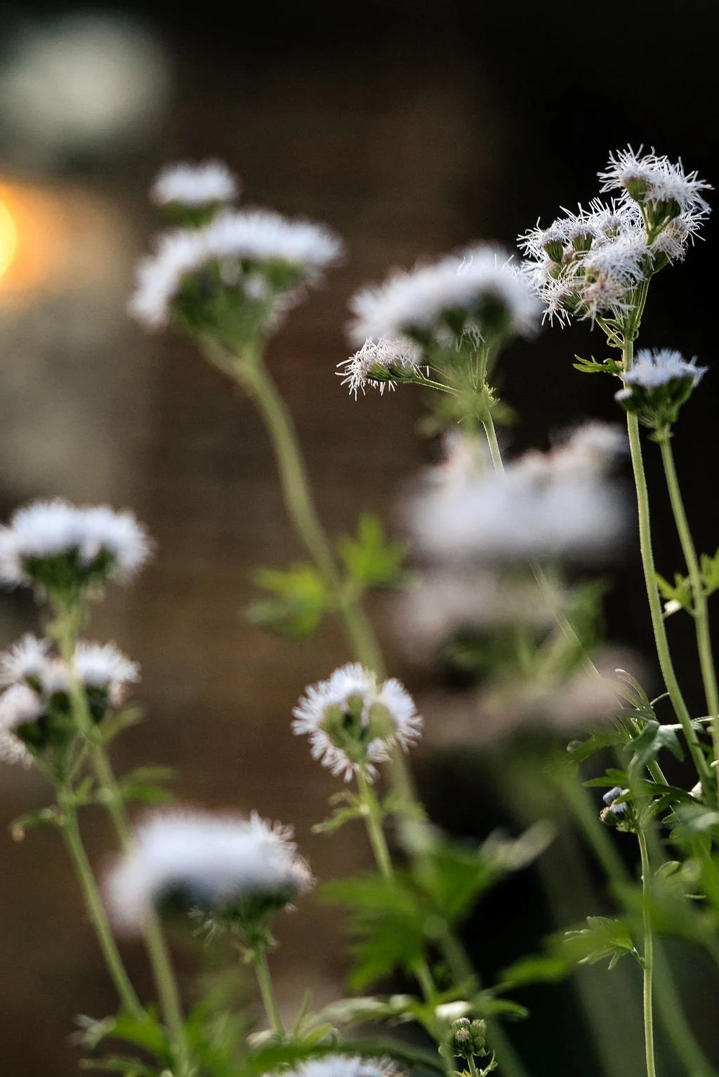 Close-up of small white fuzzy flowers with green stems and leaves, blurred background.