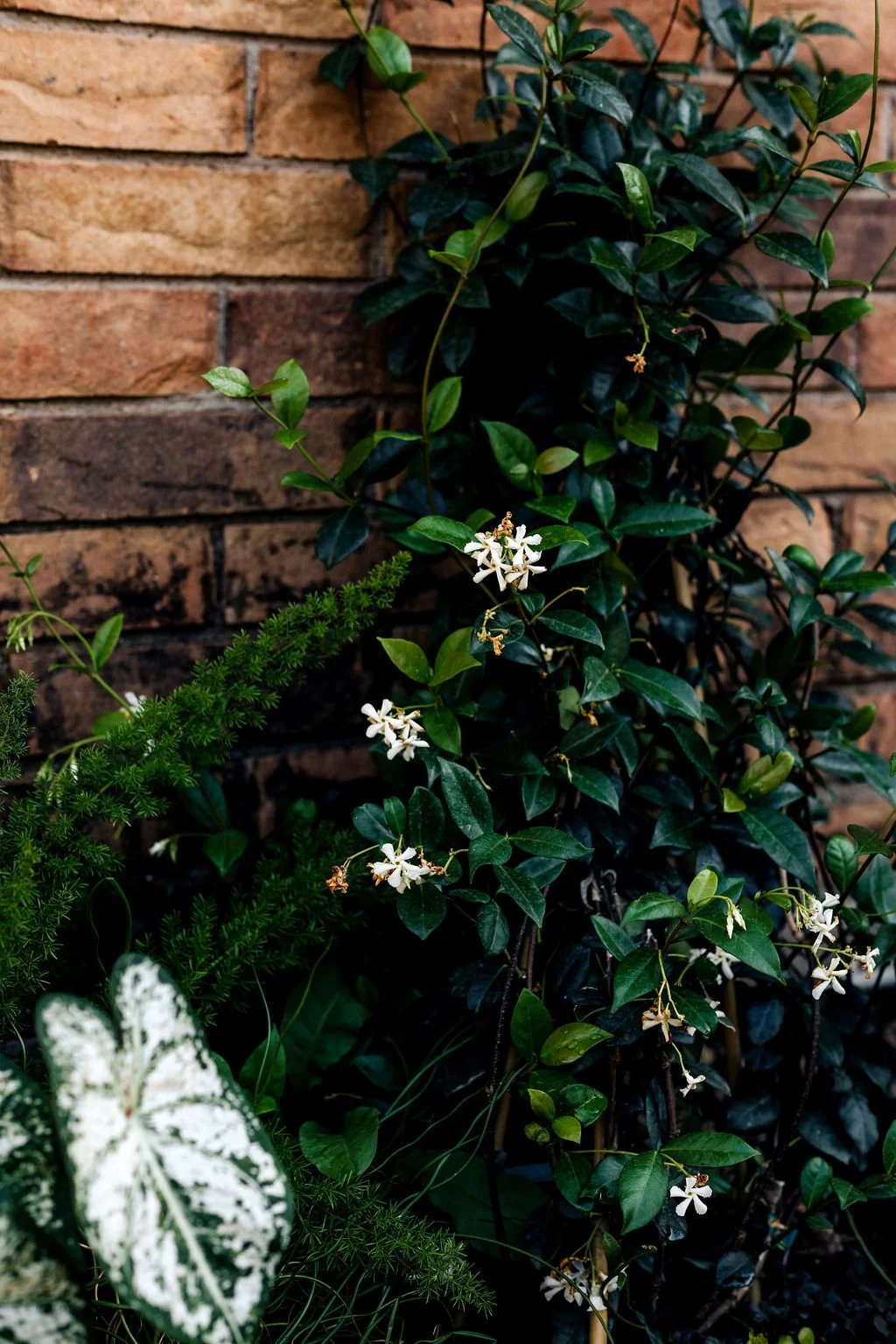 Climbing ivy with small white flowers growing on a brick wall.