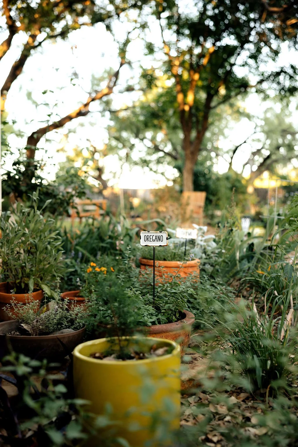 Garden with potted herbs, including oregano, in a backyard setting with trees and benches.