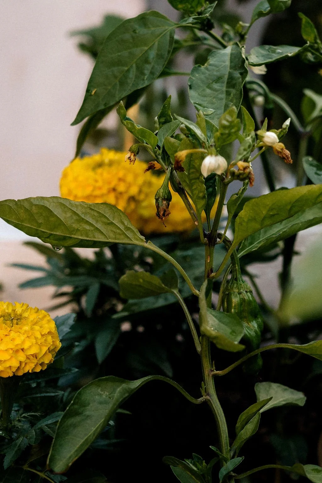 Close-up of a plant with white flowers and green leaves, with yellow flowers in the background.